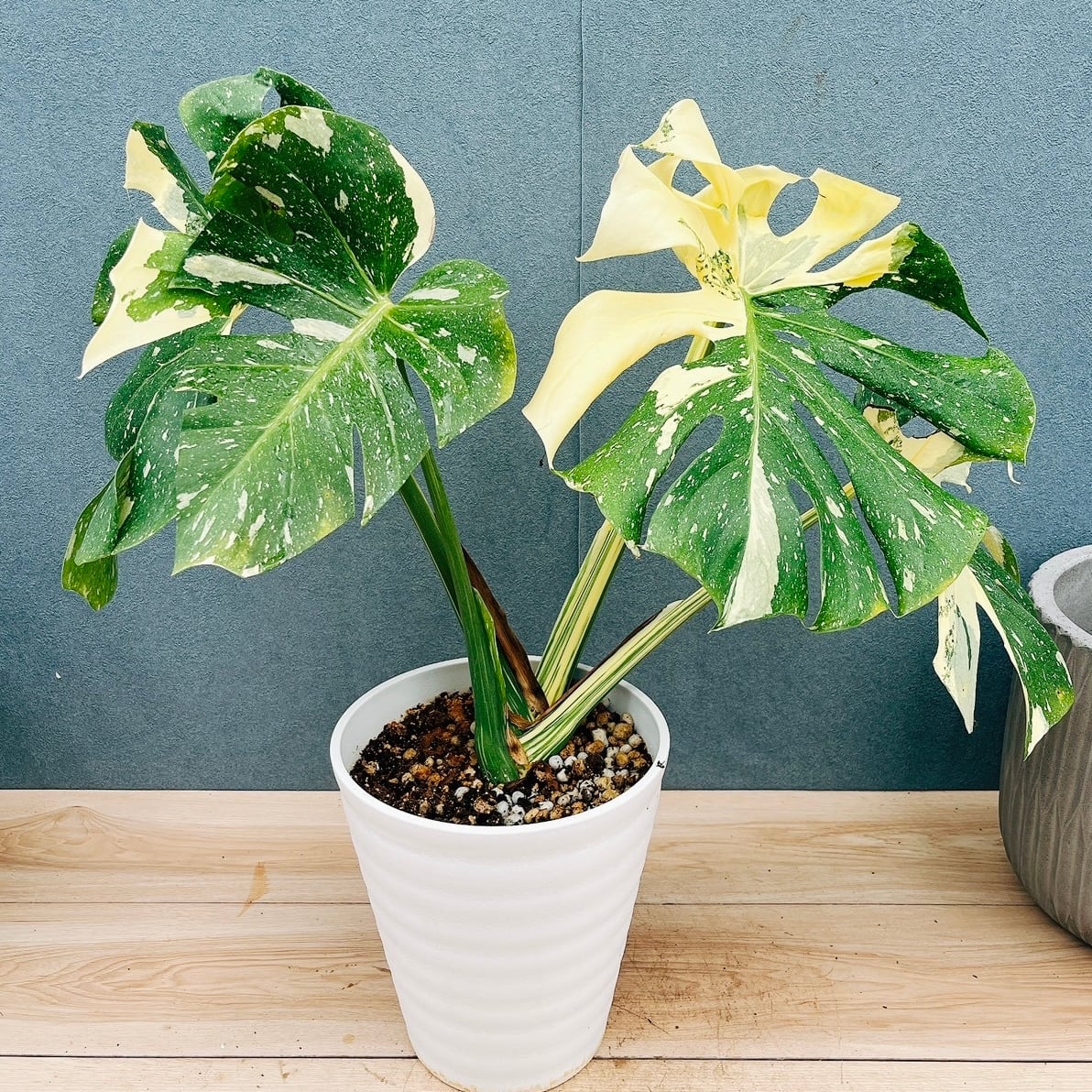 現品］【希少】☆初出品☆ 2番 ドラセナ ナビー 龍 7号 観葉植物 大型