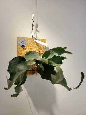P.Woot#9 Spore Select Pup【artPLANTs】ビカクシダ/Platycerium