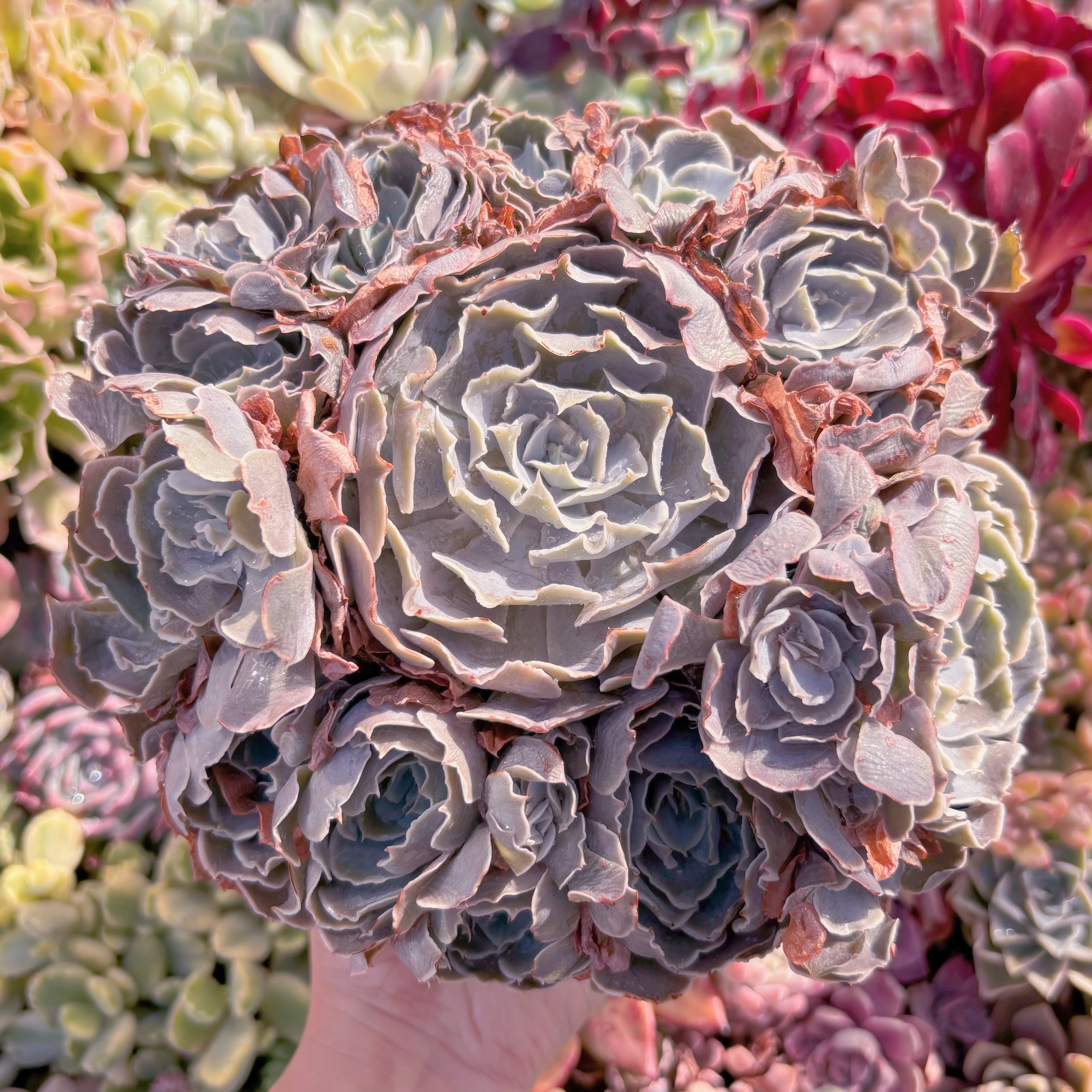 現品　Echeveria shaviana 'Truffles'#588　特大群生　るる農園