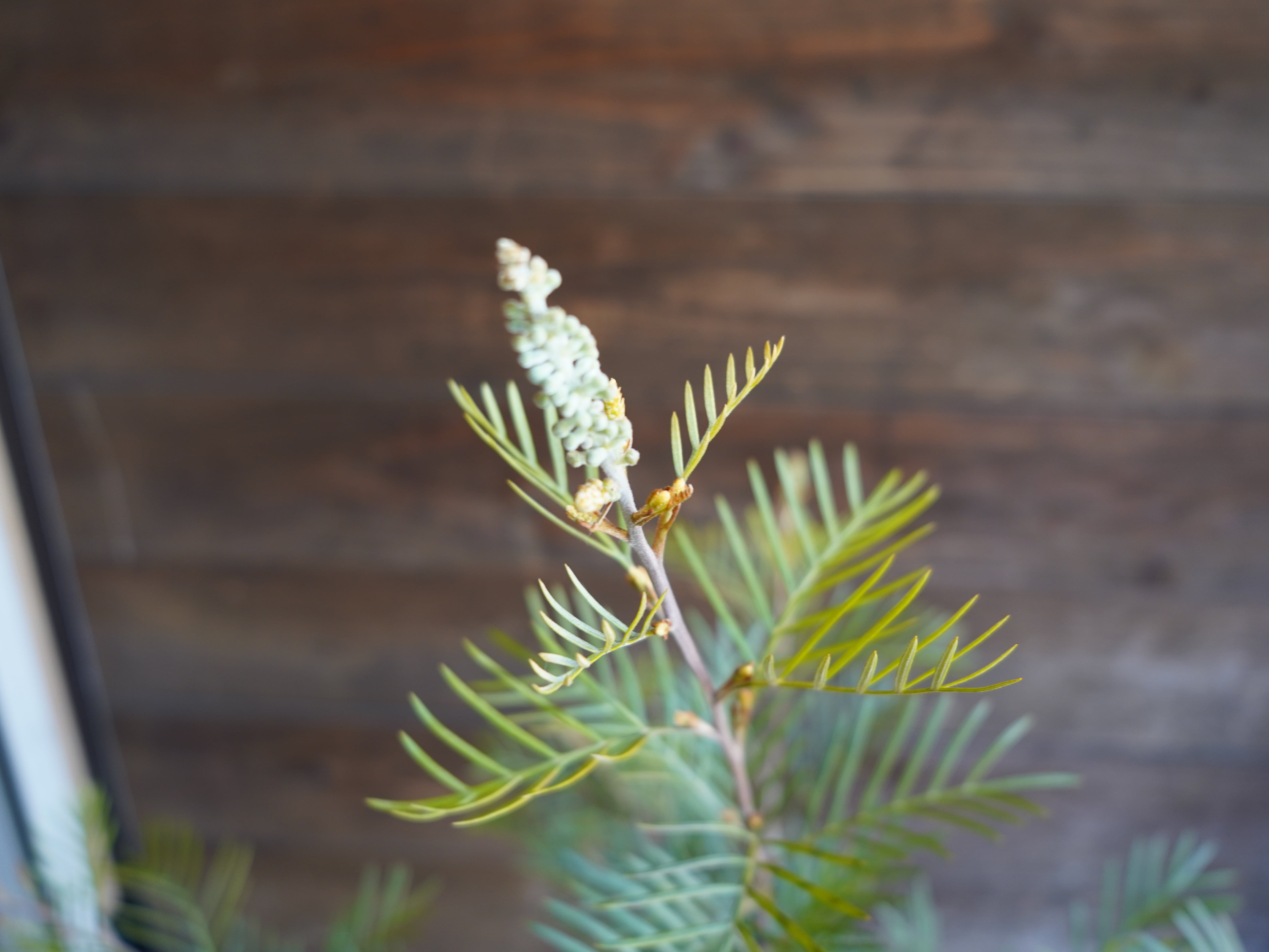 【現物】グレビレア　”アイボリーホイップ”　A