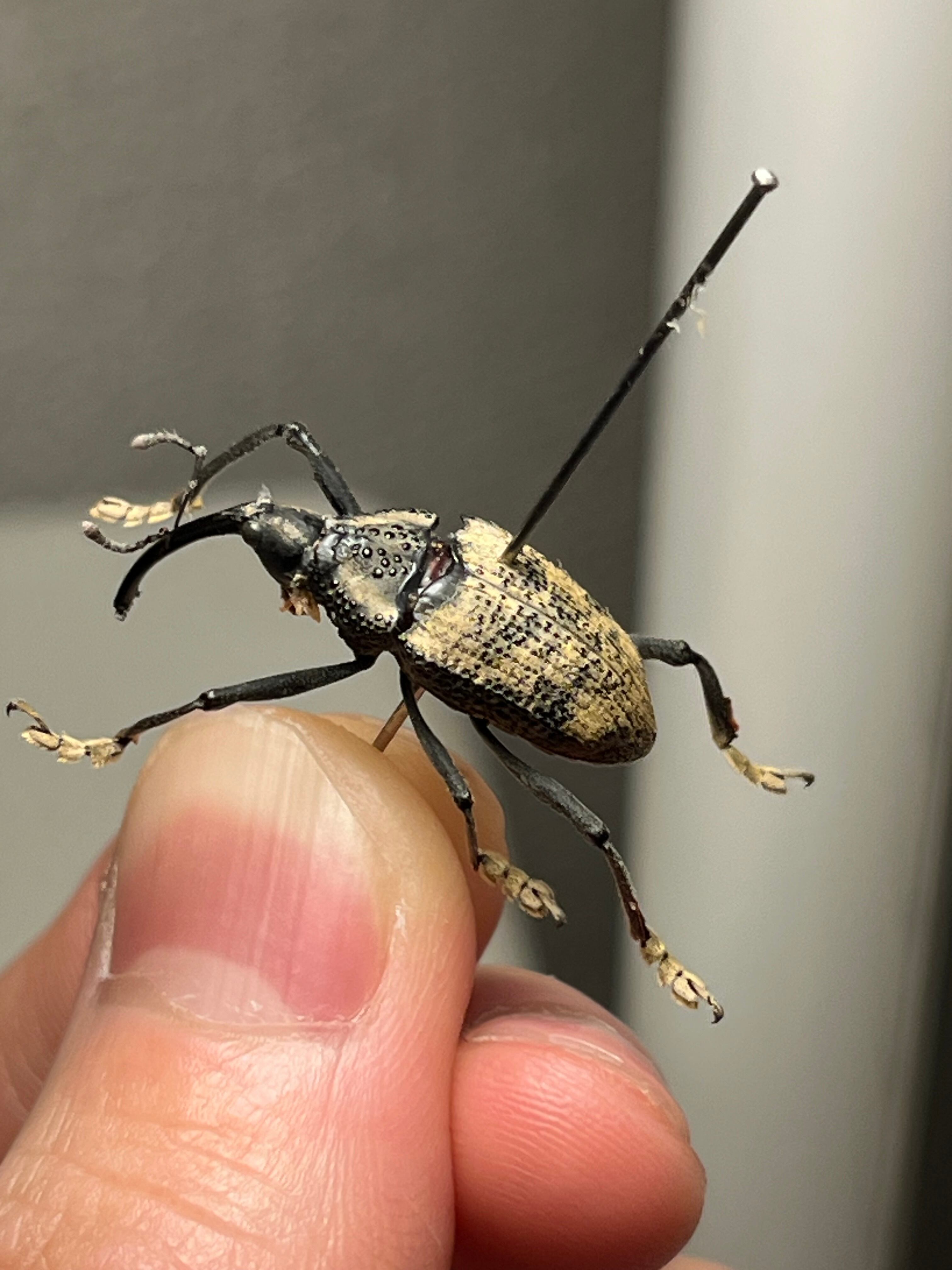 ブラジルのシギゾウムシ 標本カミキリ昆虫ゼリー標本甲虫フンチュウ