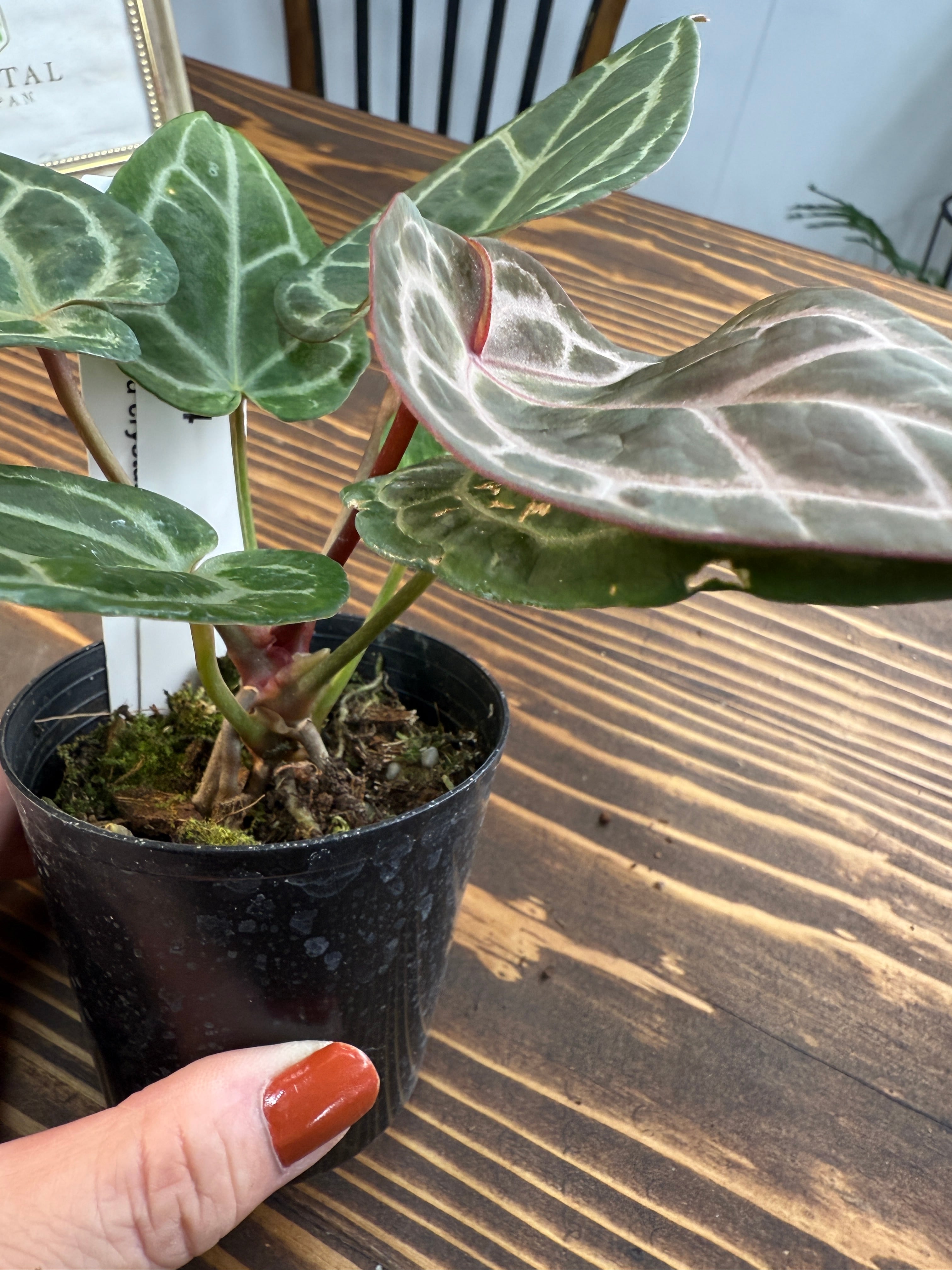 ☆1594【高貴な深紅の輝き】アンスリウム レッドクリスタリナム