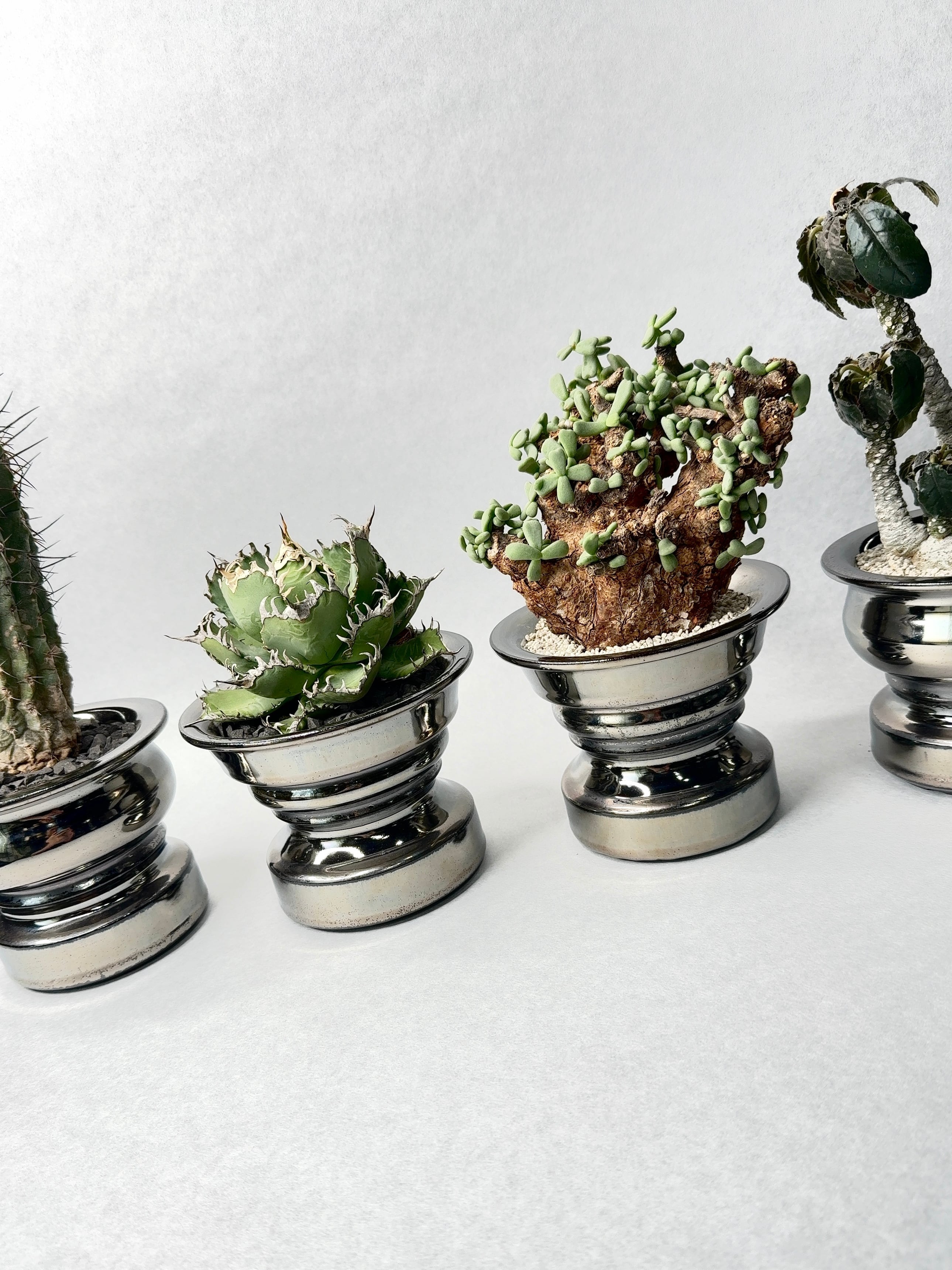 コピアポア・黒士冠 | trigger