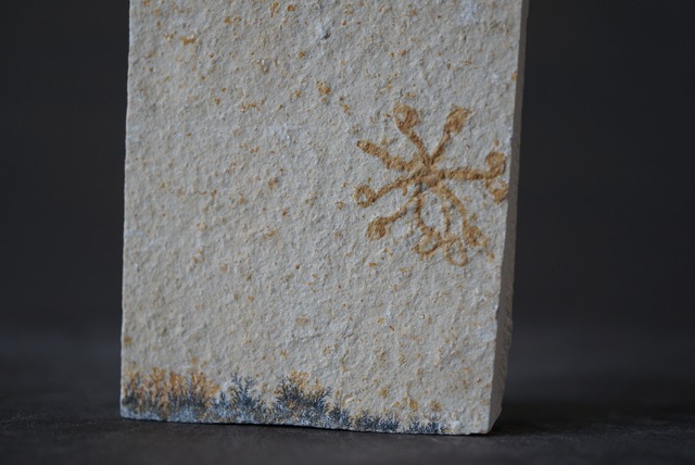 サクココマ化石 Saccocoma pectinata  1004