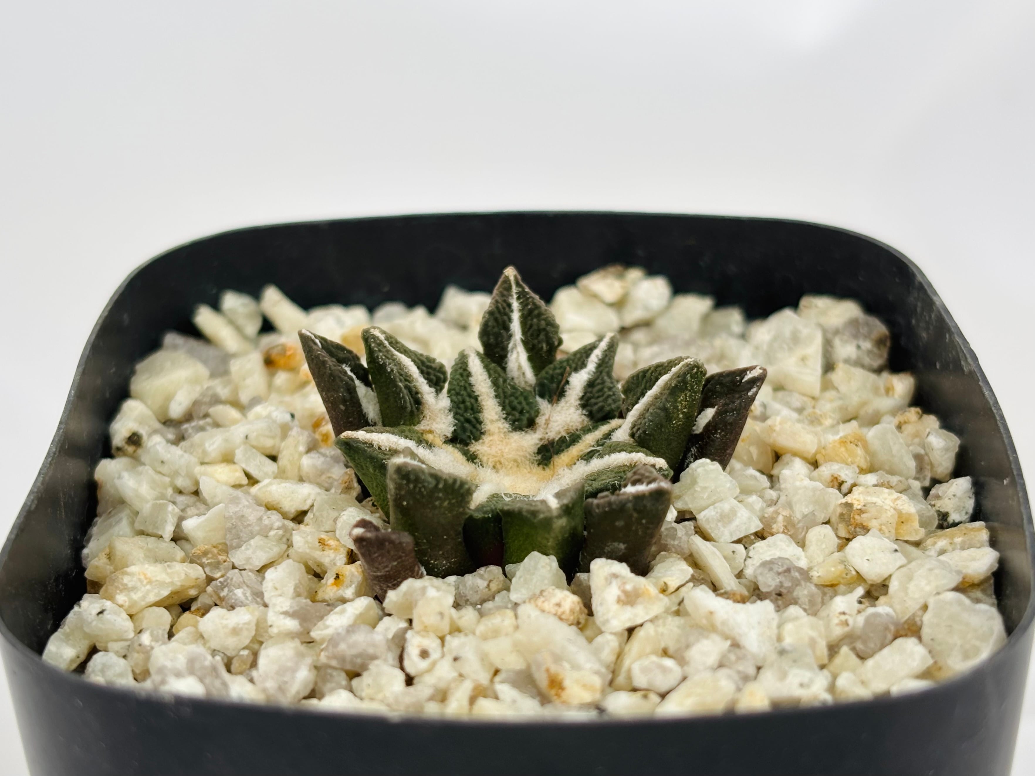 Ariocarpus kotschoubeyanus アリオカルプス 大疣黒牡丹 サボテン