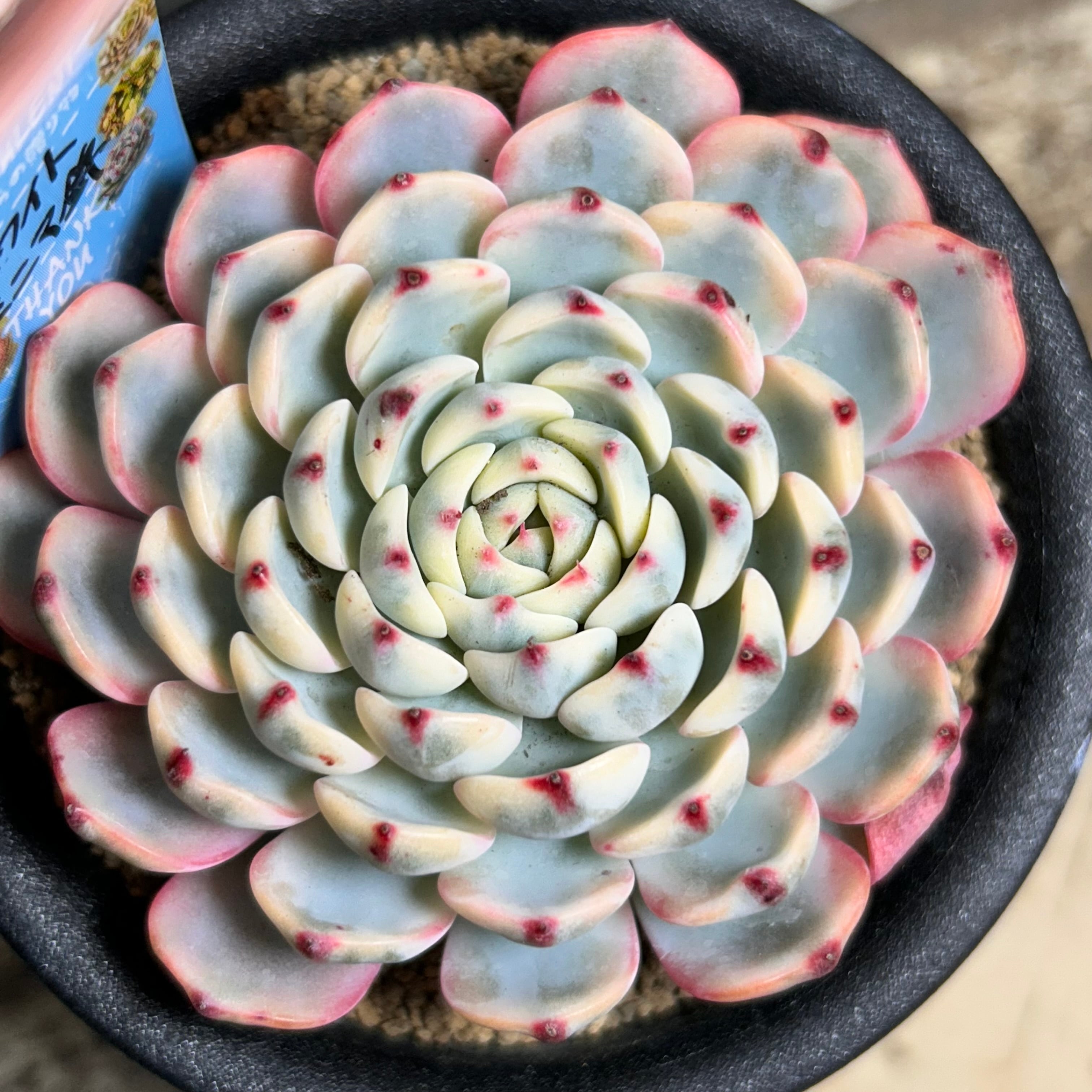 錦 | RuPo 多肉植物専門店