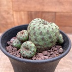 Sulcorebutia rauschii【スルコレブチア・ラウシー】