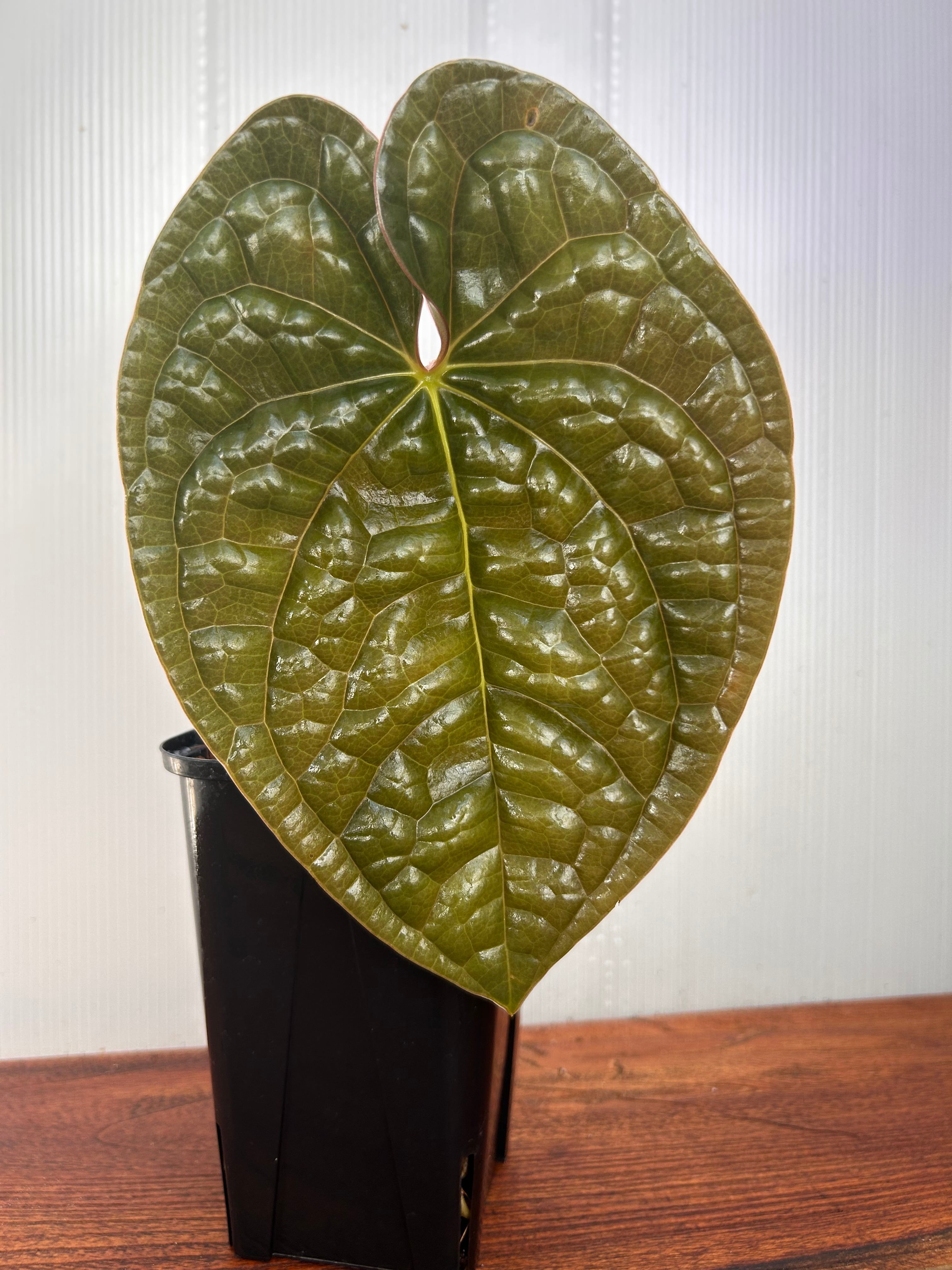Anthurium | BALI-AN 園芸