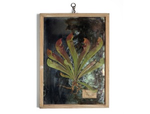 [食虫植物] Botantique mirror no.95  [サラセニア・プルプレア]