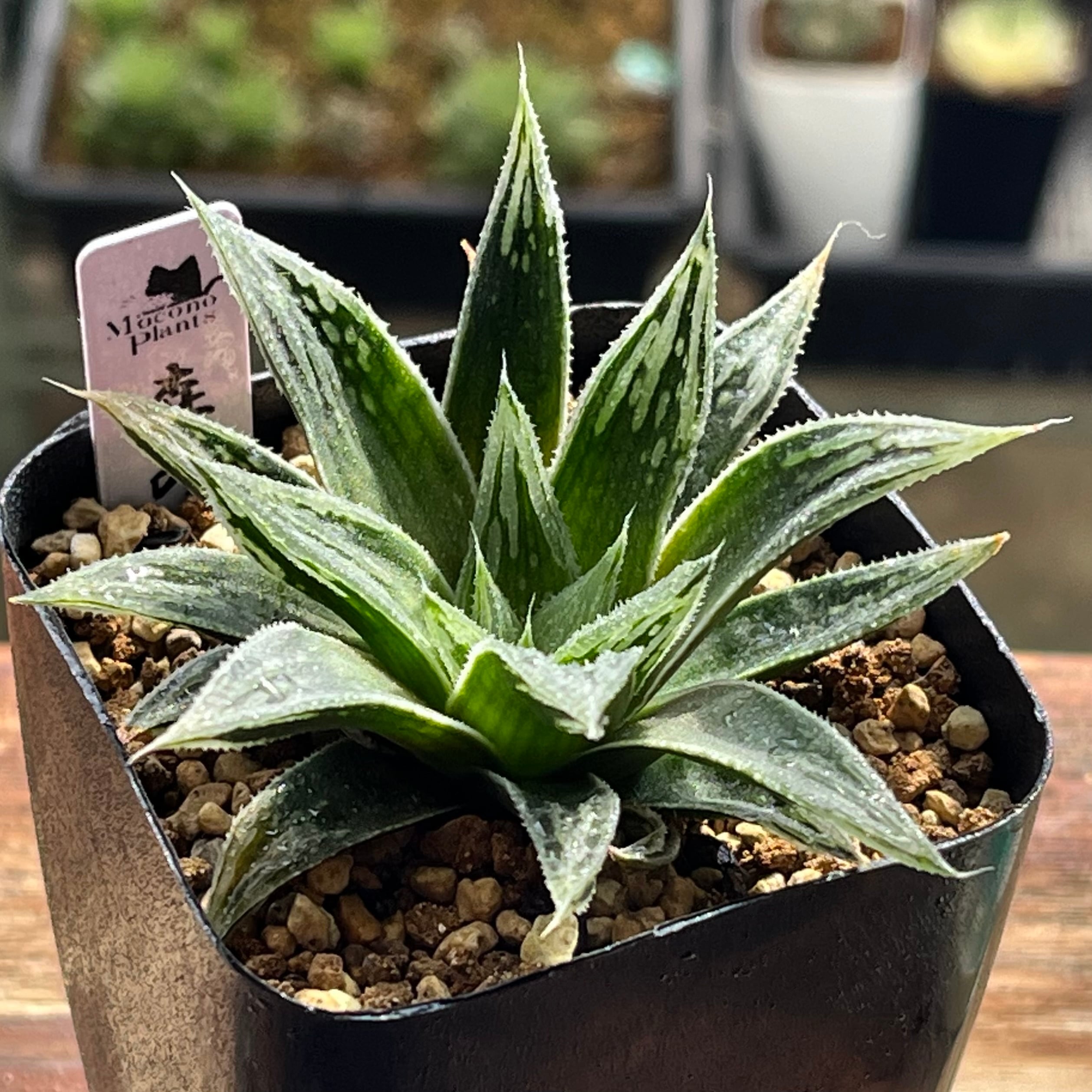 ハオルチア ブルコン般若 | mocono_plants