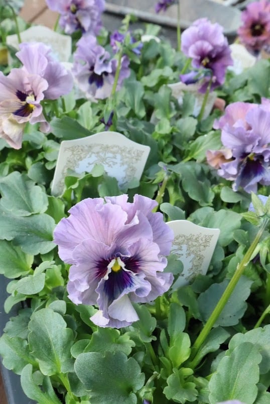 ビオラ『レディ』 3号ポット 1苗 寄せ植え 花 | SaqueSifone（サク