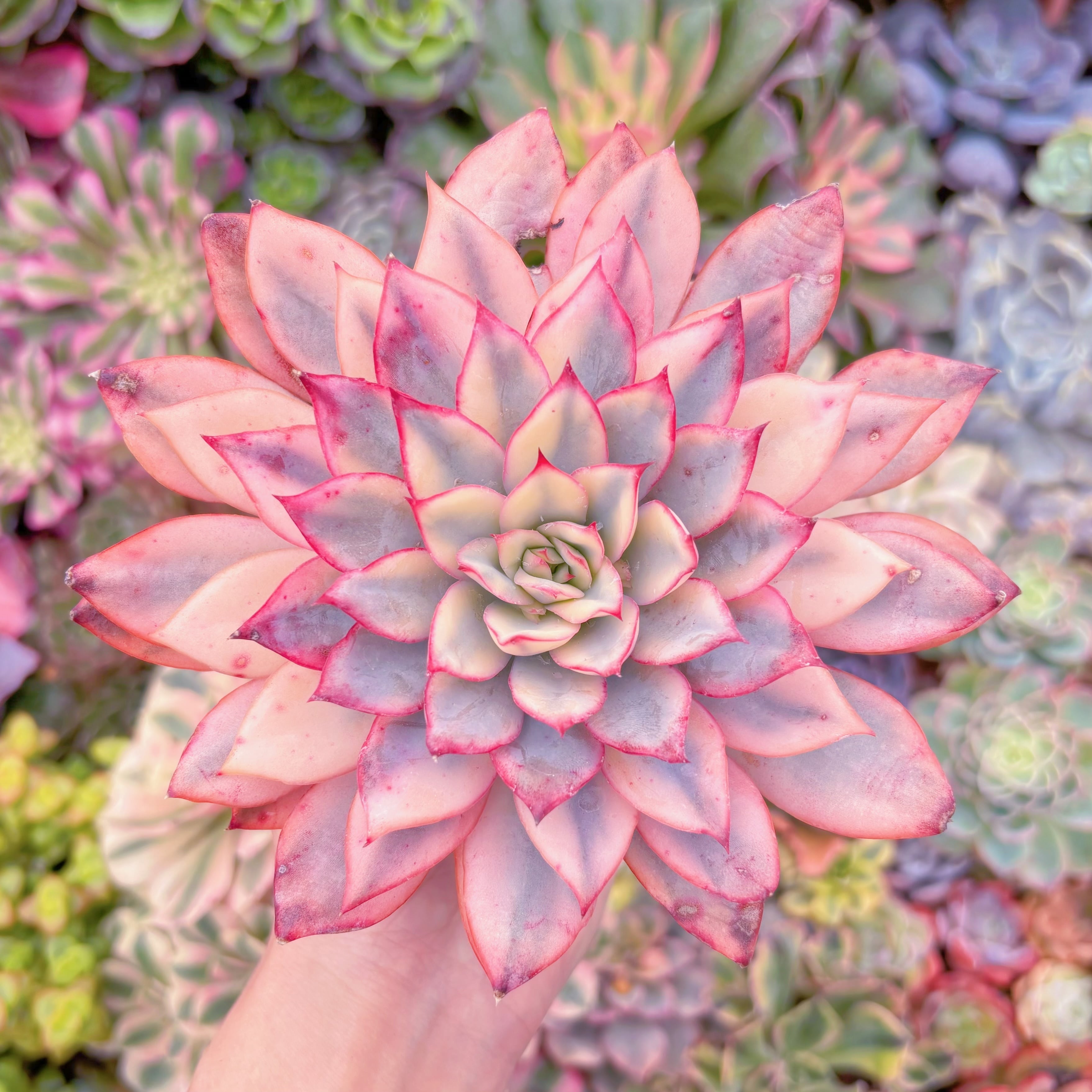 現品　月光女神錦#E07　在庫僅少　るる農園