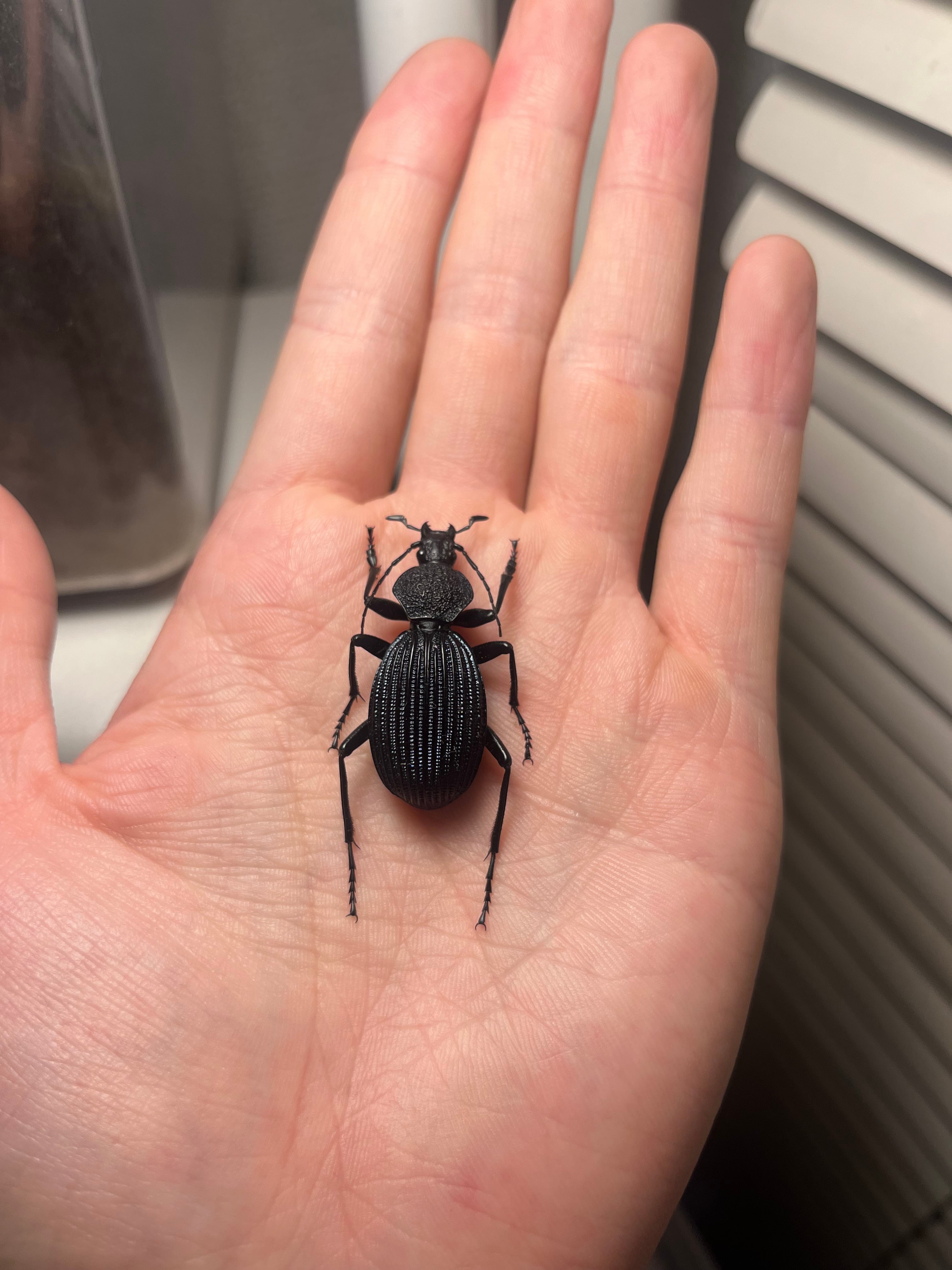 37mm】ボンヴロワキンオサムシ トルコ産 標本 イボハダオサムシ 青緑