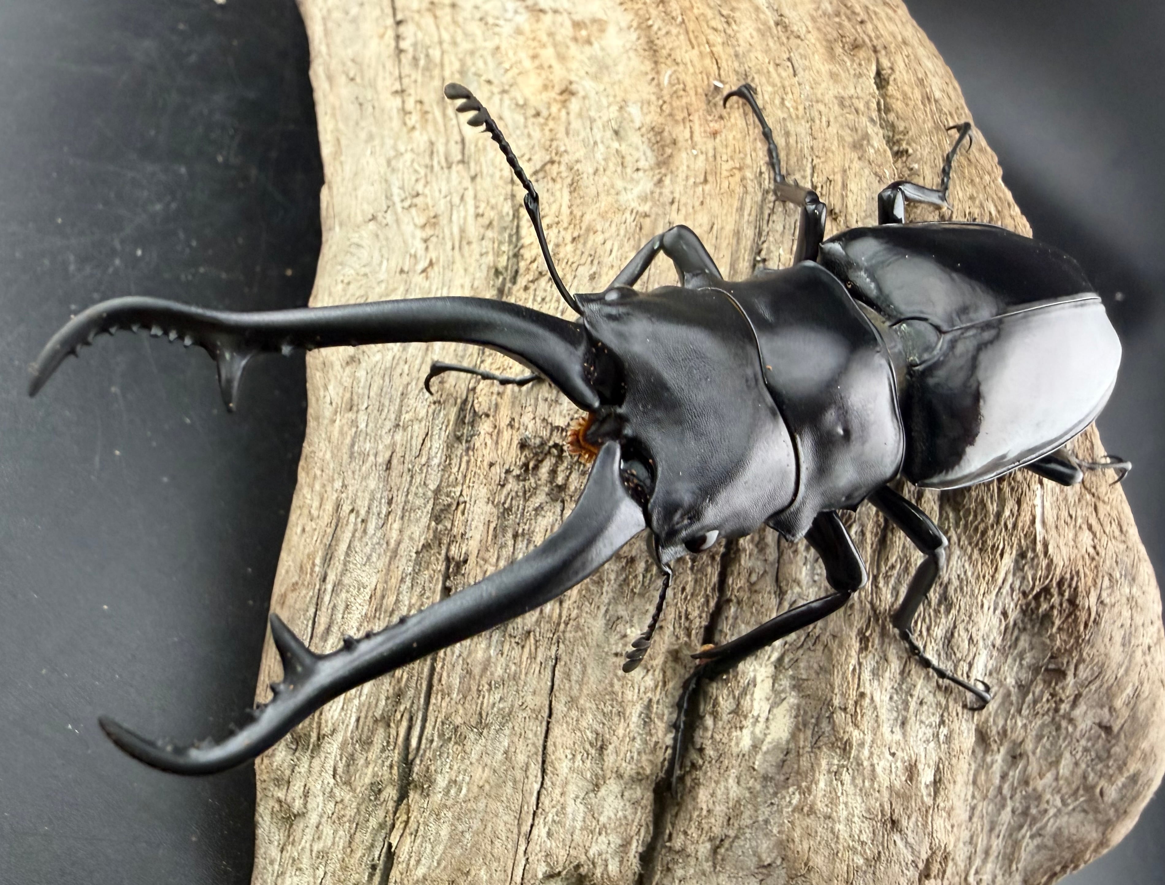 WD】《ギラファノコギリ亜種ダイスケ ネグロス島産 94mm ペア》 | KPW