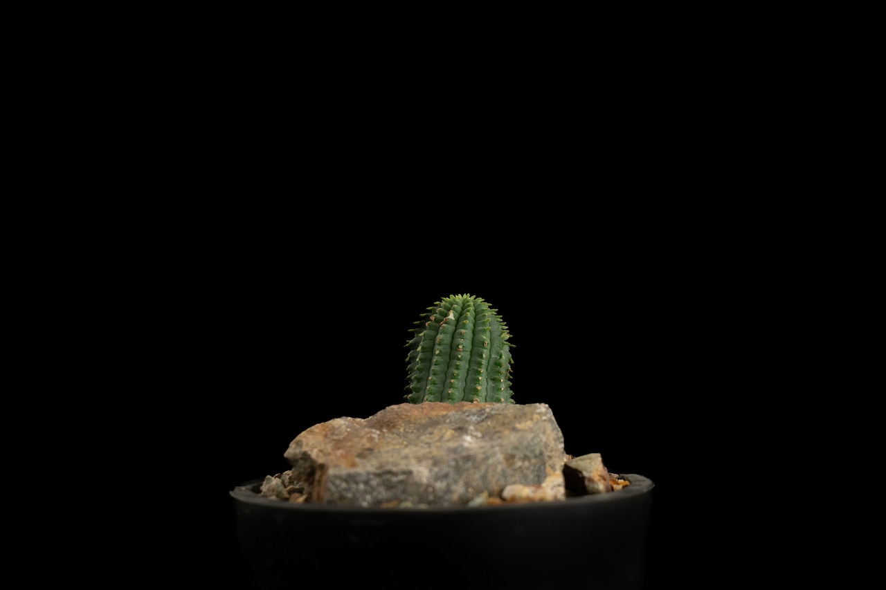 Habitat Style Euphorbia fimbriata