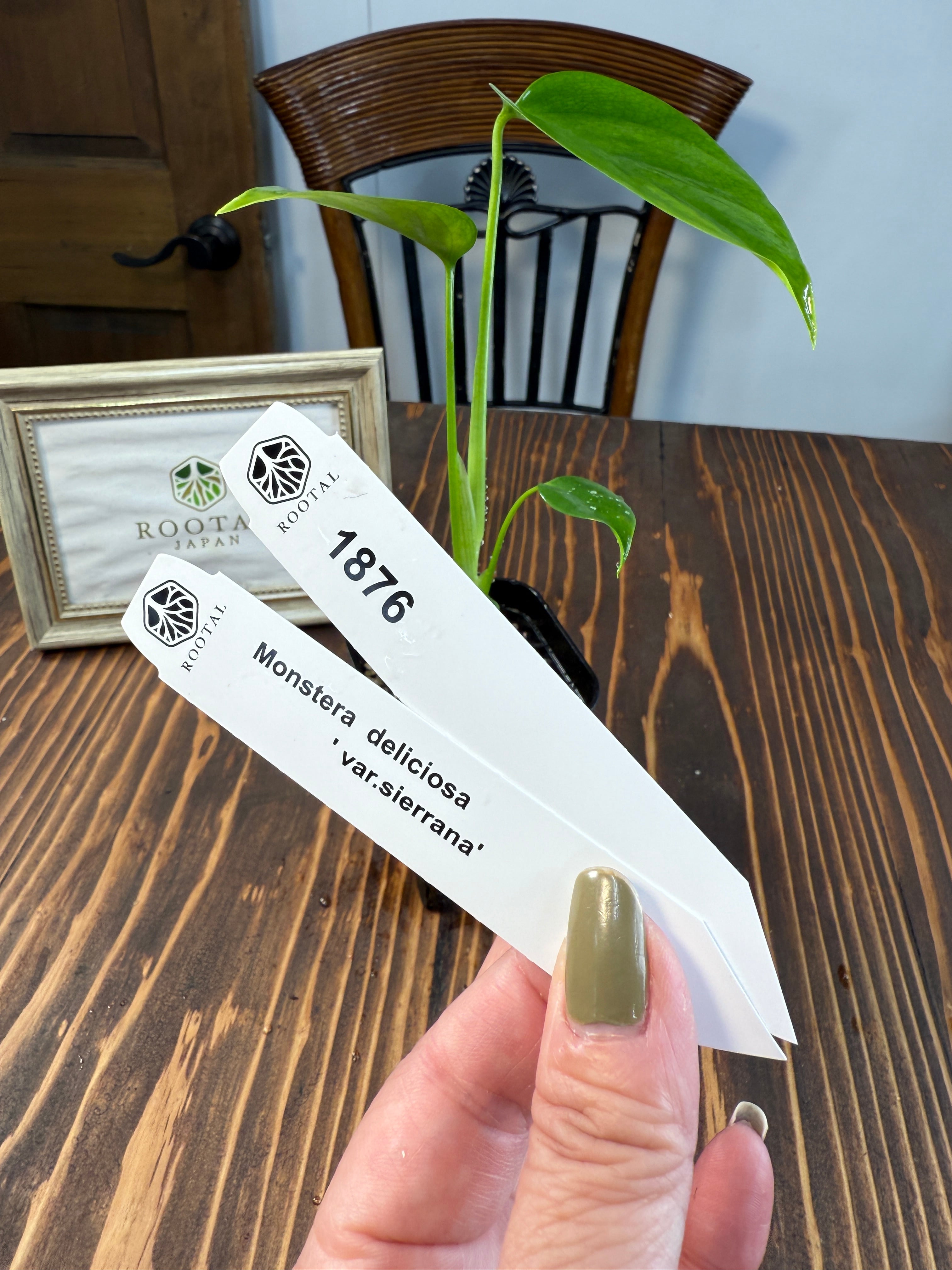 モンステラ | ROOTALPLANTS