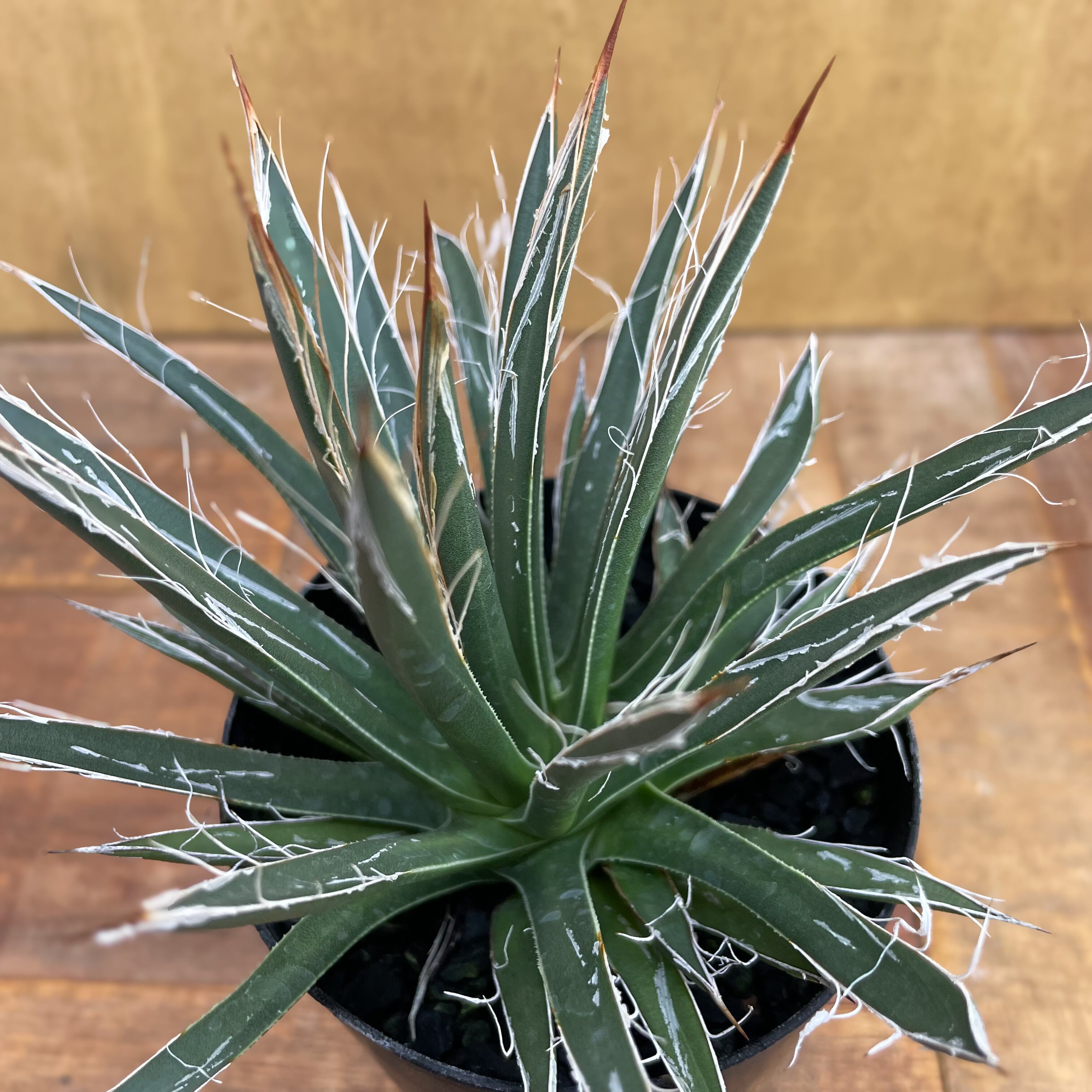 Agave parviflora【アガベ・乱れ雪】 | RIMO'S GREEN 【Saboten