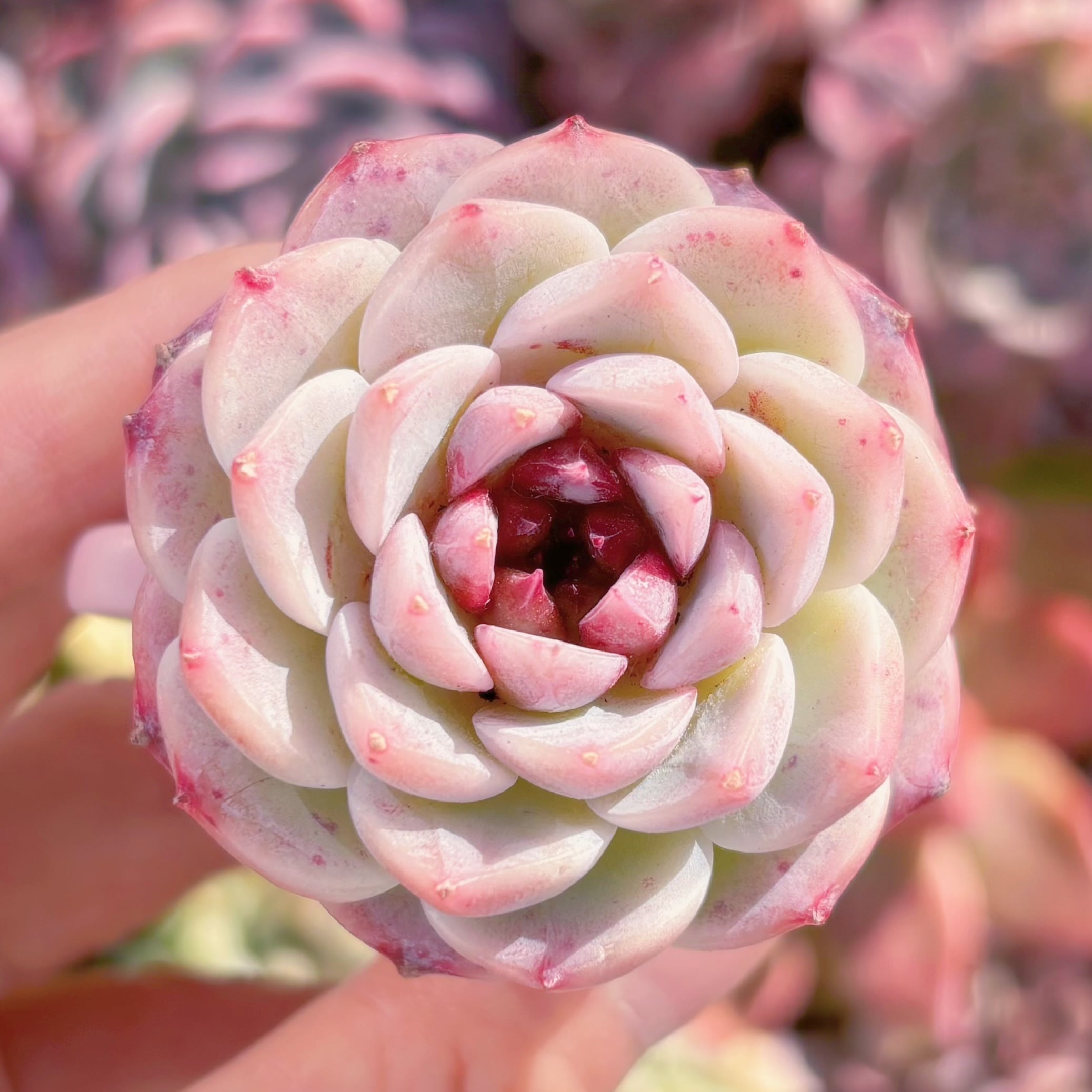 多肉植物　レッドベルベット(1頭)　新入荷　るる農園