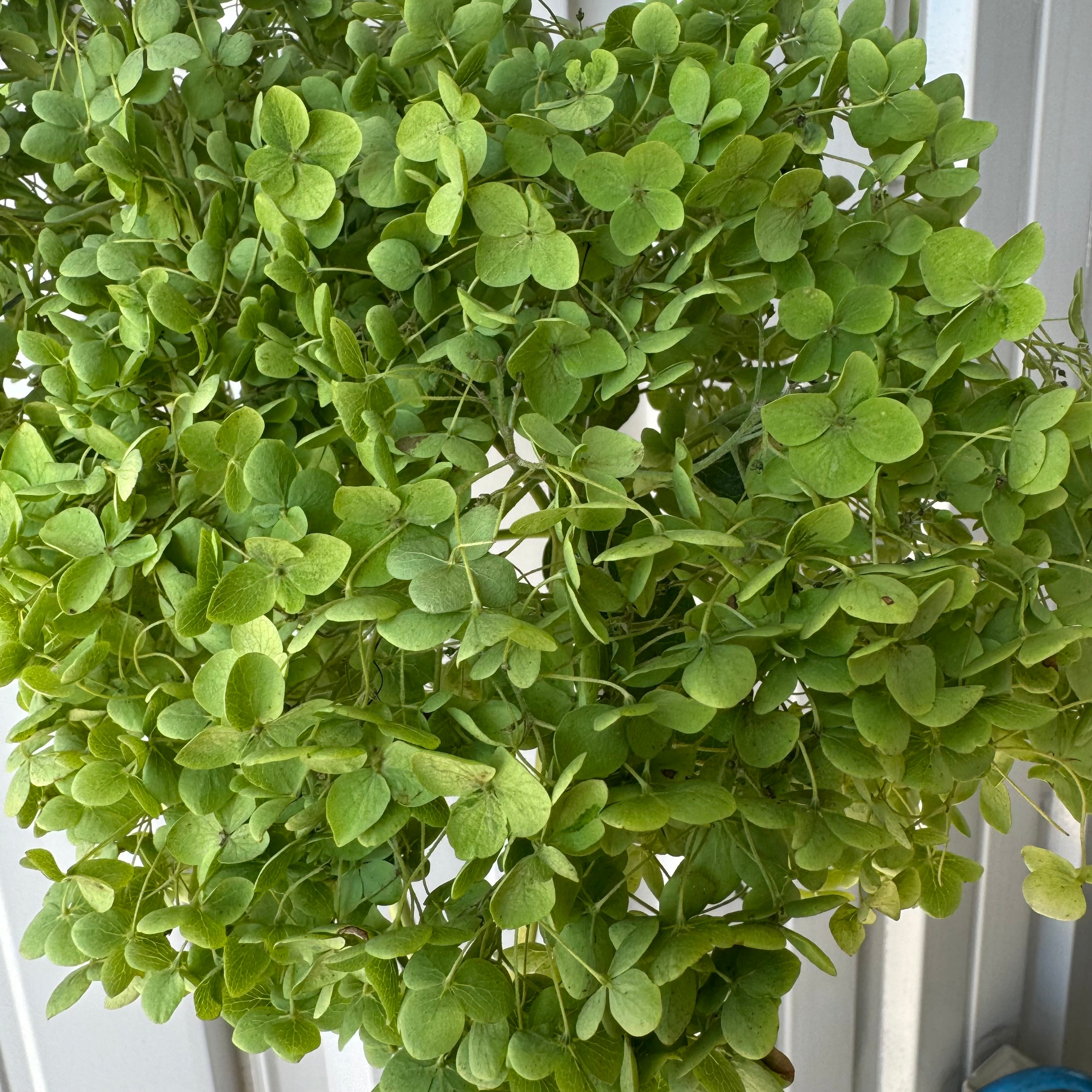 アジサイ アナベルグリーン 3本 福岡県八女 | 新鮮お花問屋 Jp-Farmers.com
