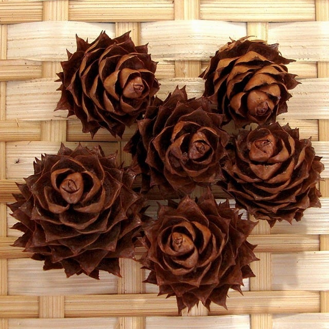 コウヨウザン 6個 | 木の実通販の shop.木の実