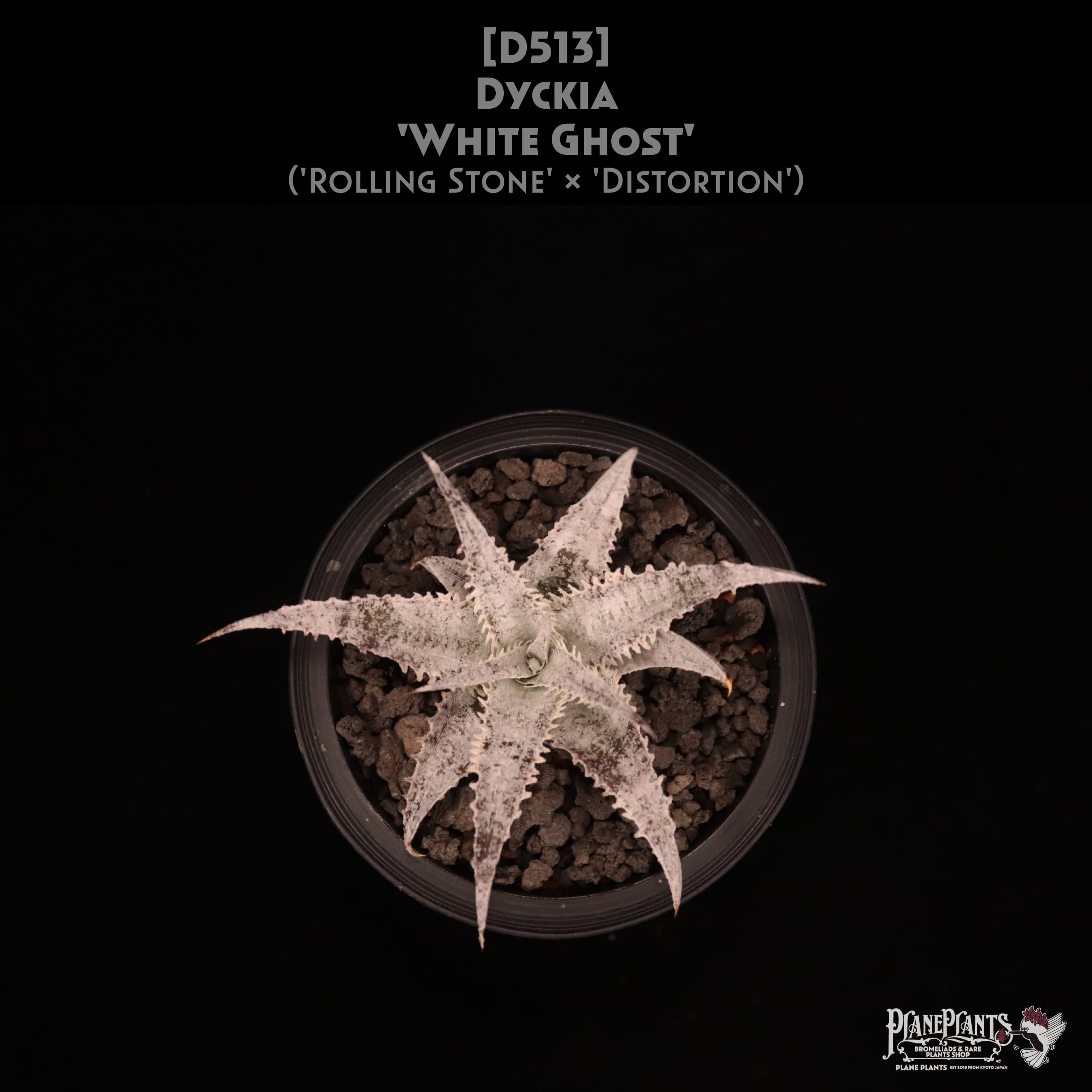【送料無料】Dyckia 'White Ghost'〔ディッキア〕現品発送D513