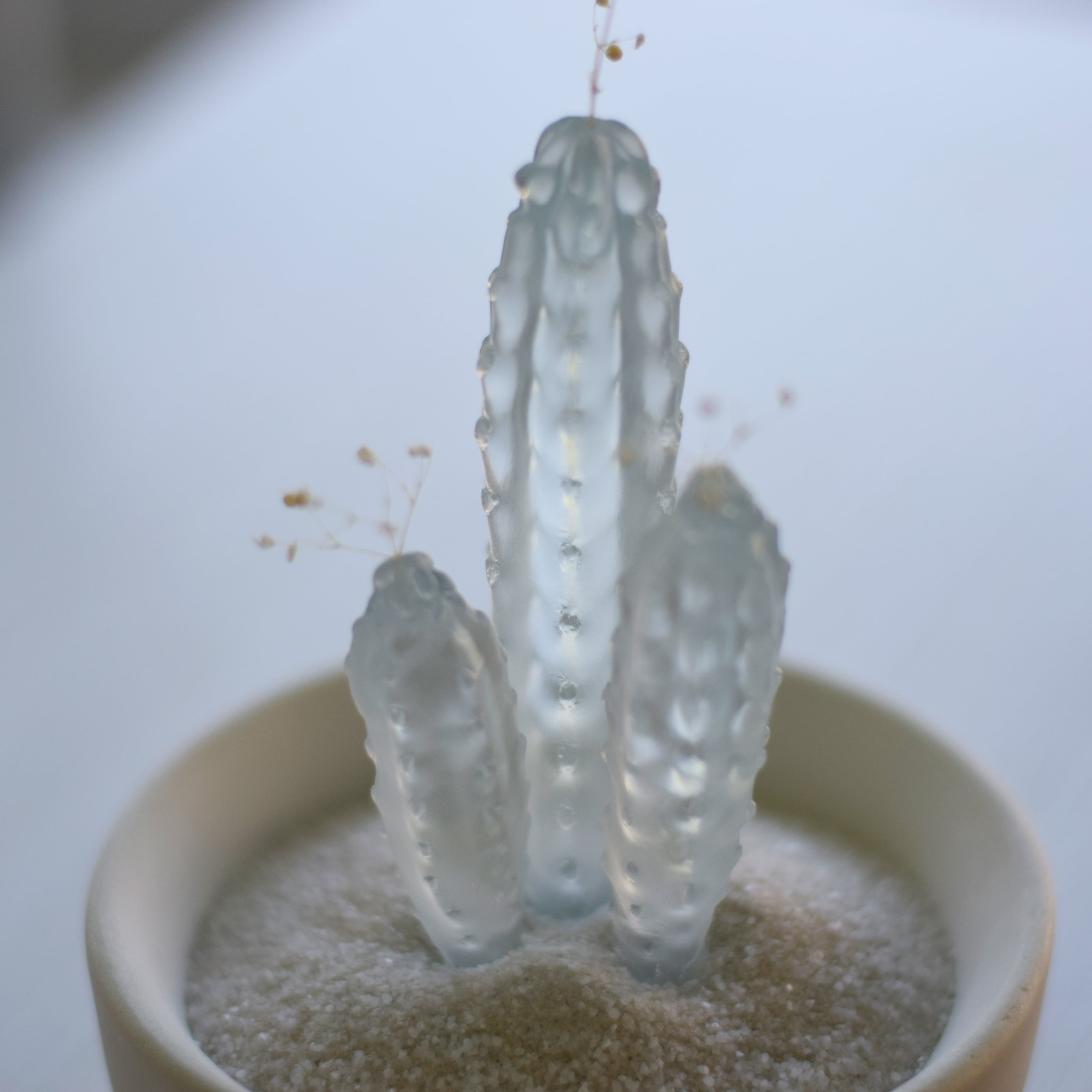 water cactus (飛鳥閣) | echidna