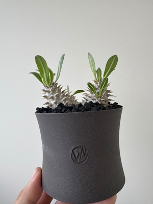 【新着】Pachypodium Densicaule× VALIEM GHOST【バランス良しのダブルヘッド】 パキポディウム 恵比寿大黒