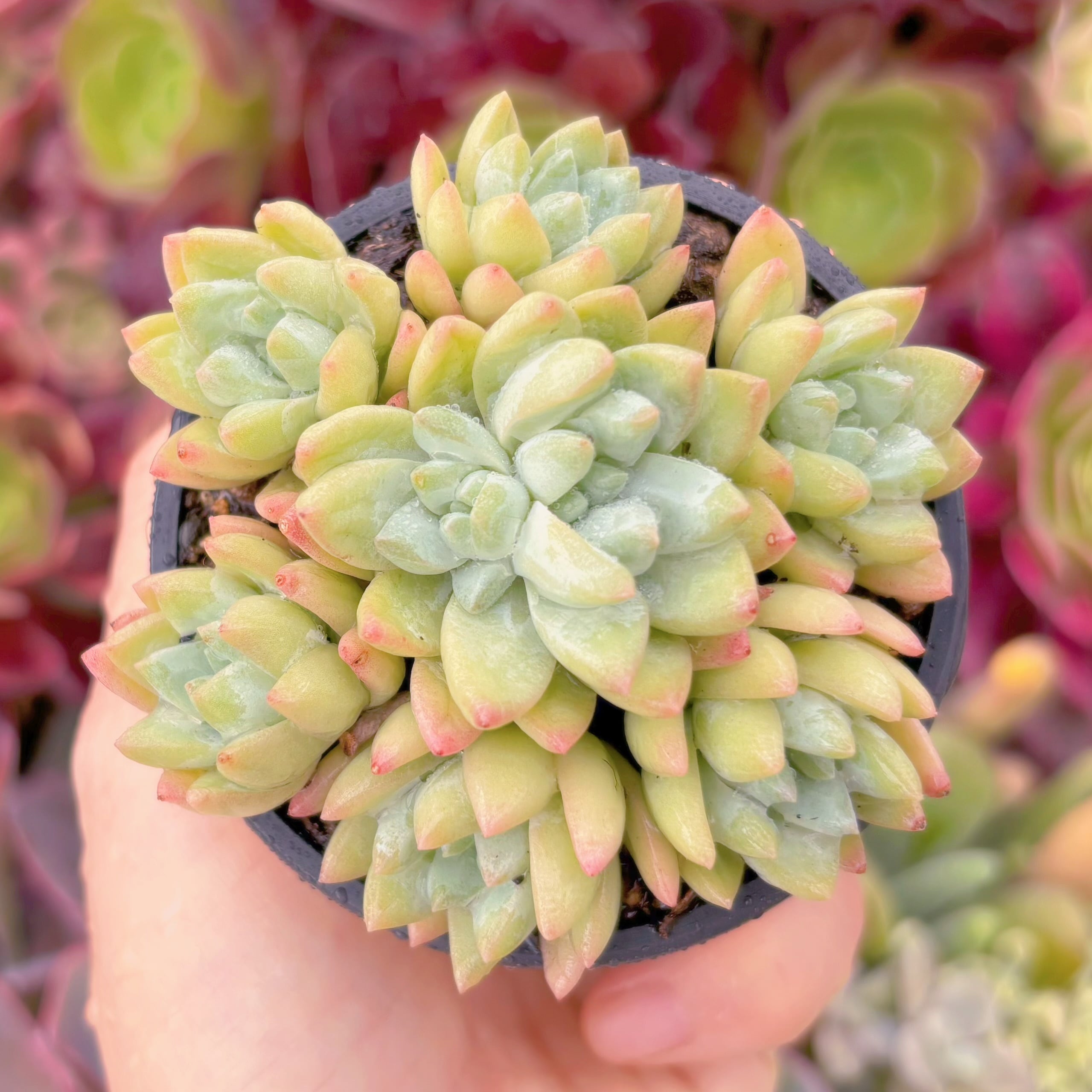 現品　樹氷#851　るる農園