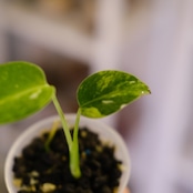 Monstera ‘Miracle’|モンステラ ミラクル|観葉植物