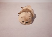 エゾタヌ