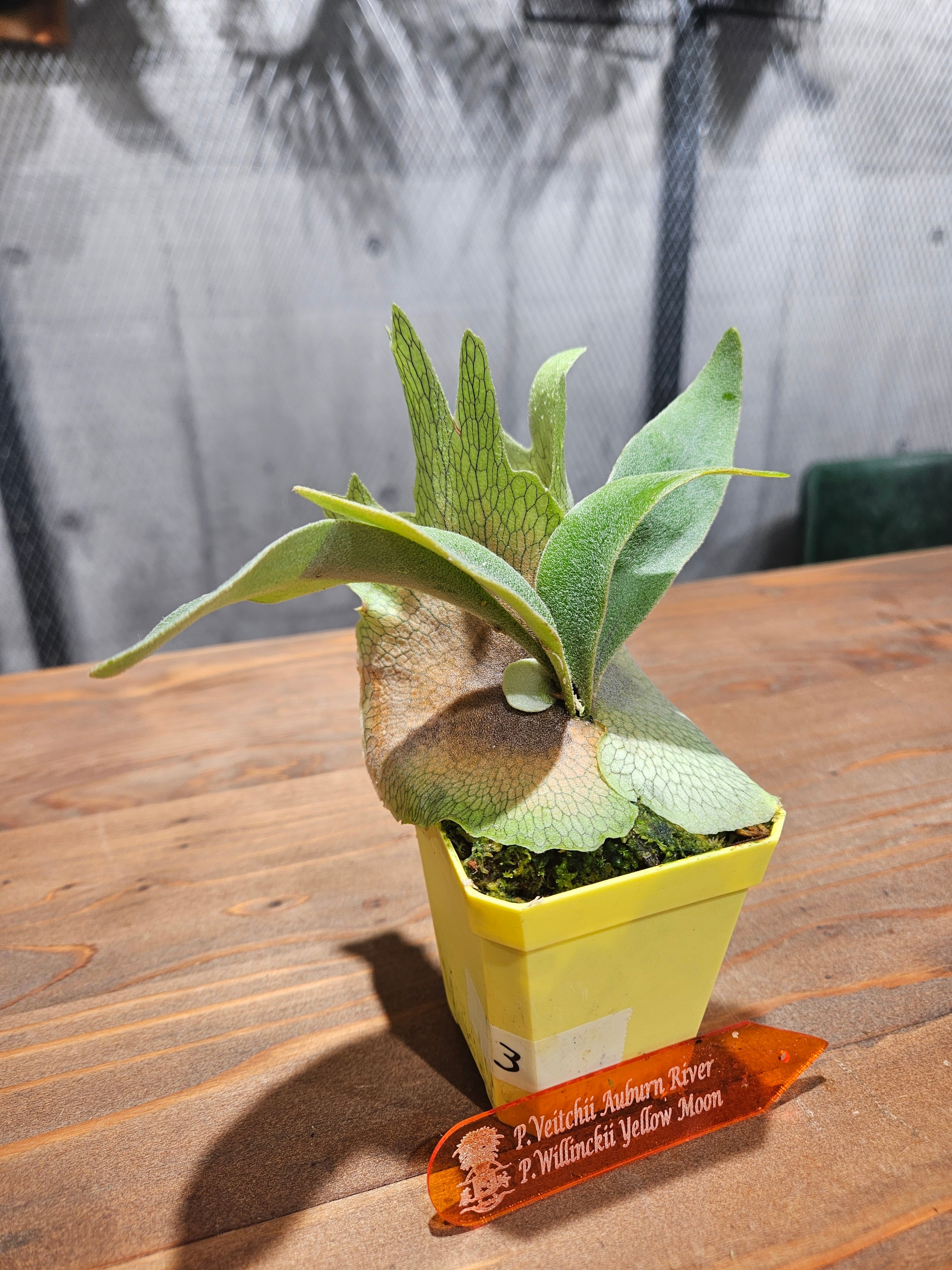 【P.veitchii Auburn 】ビカクシダ P.veitchii Auburn River × P.willinckii Yellow Moon Sporelings