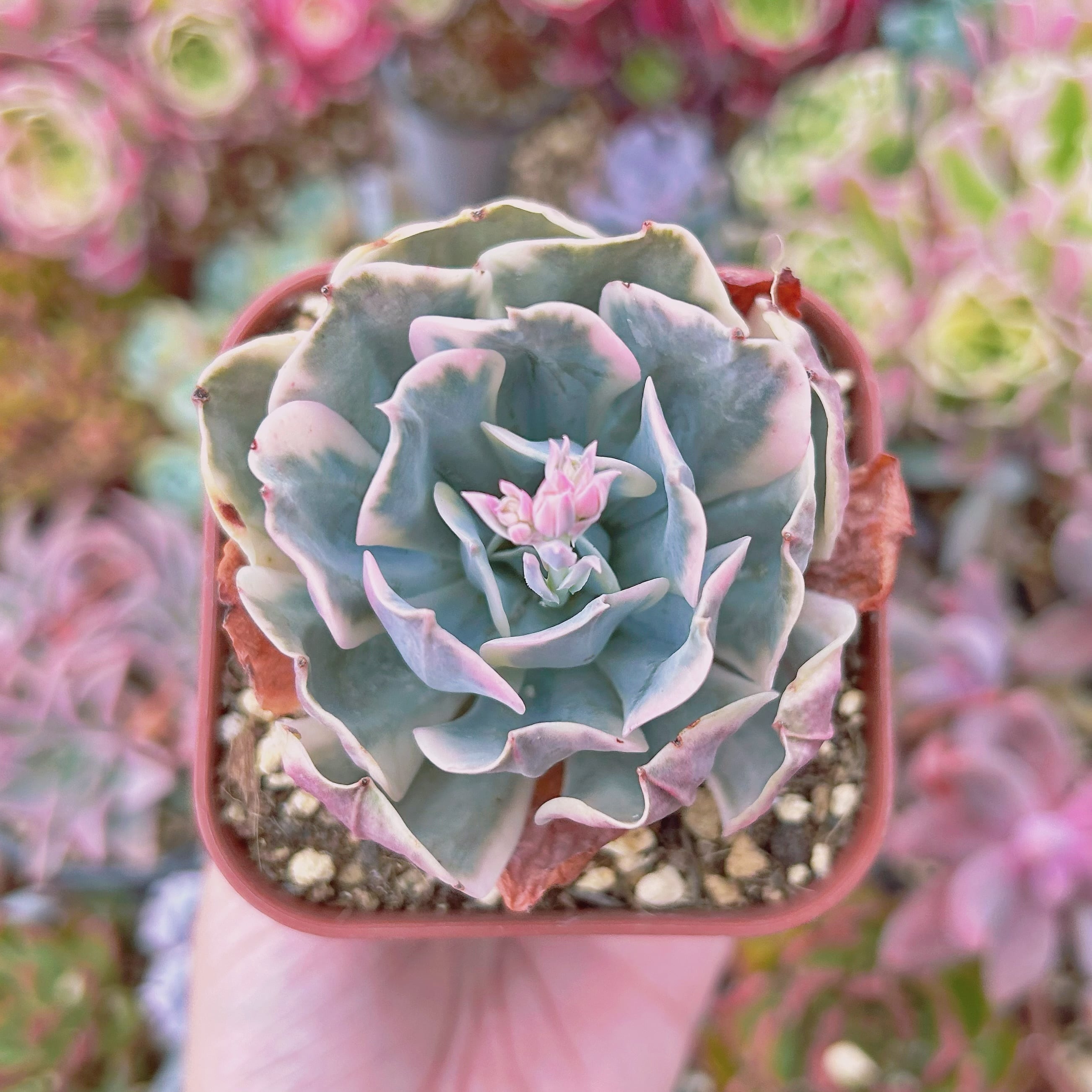 #651現物　多肉植物　七福神錦　特大　抜き苗