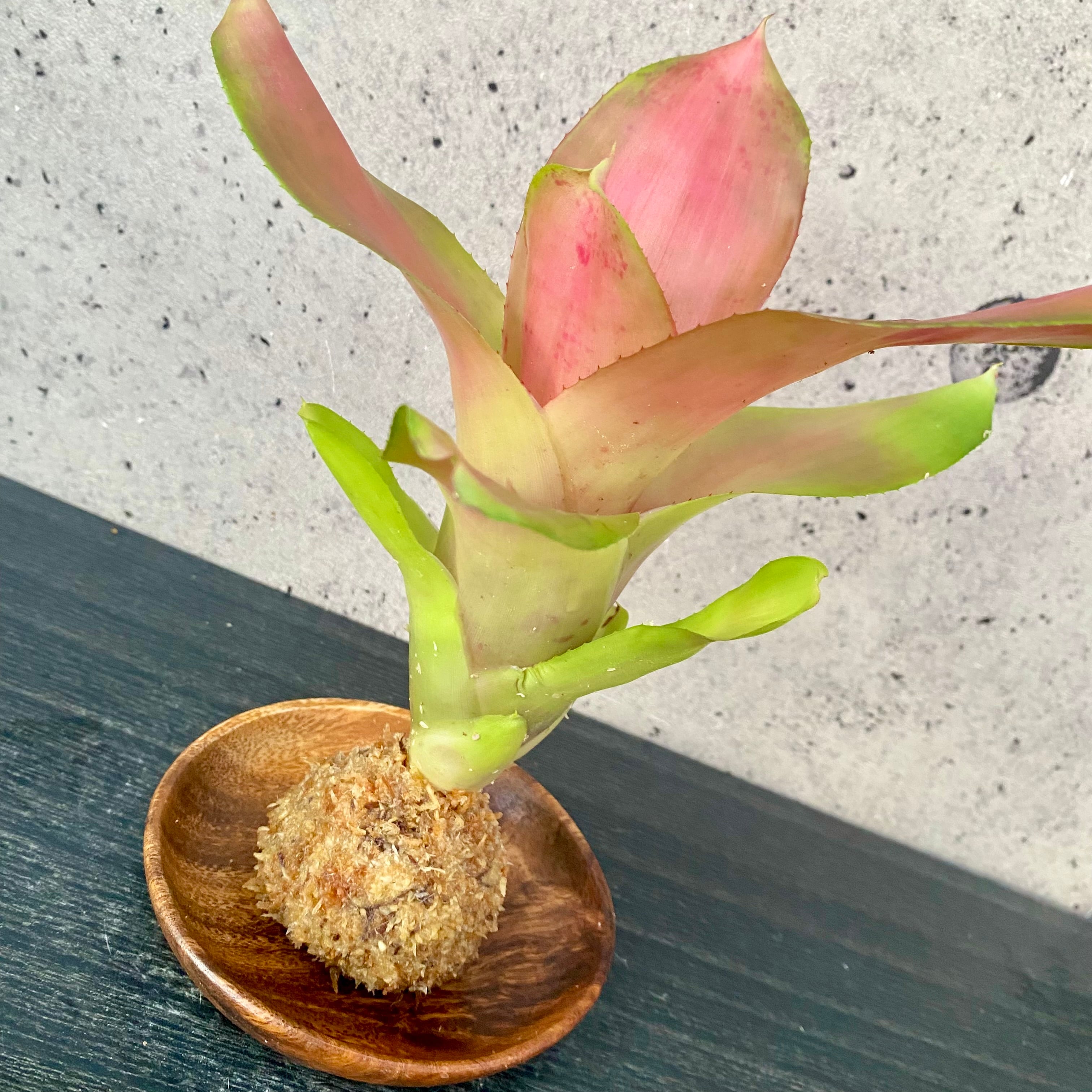 Planet Plants プラネットプランツ