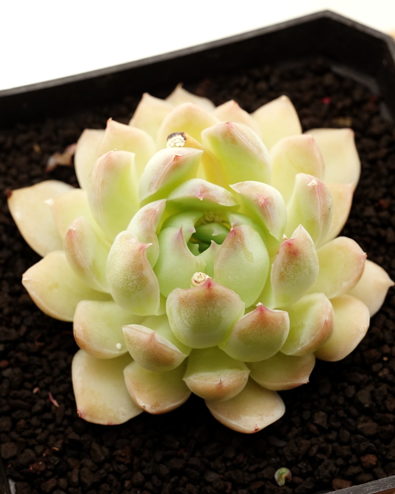 カット苗 ジュリエット 【日本初上陸？！】 Echeveria 'Juliet'