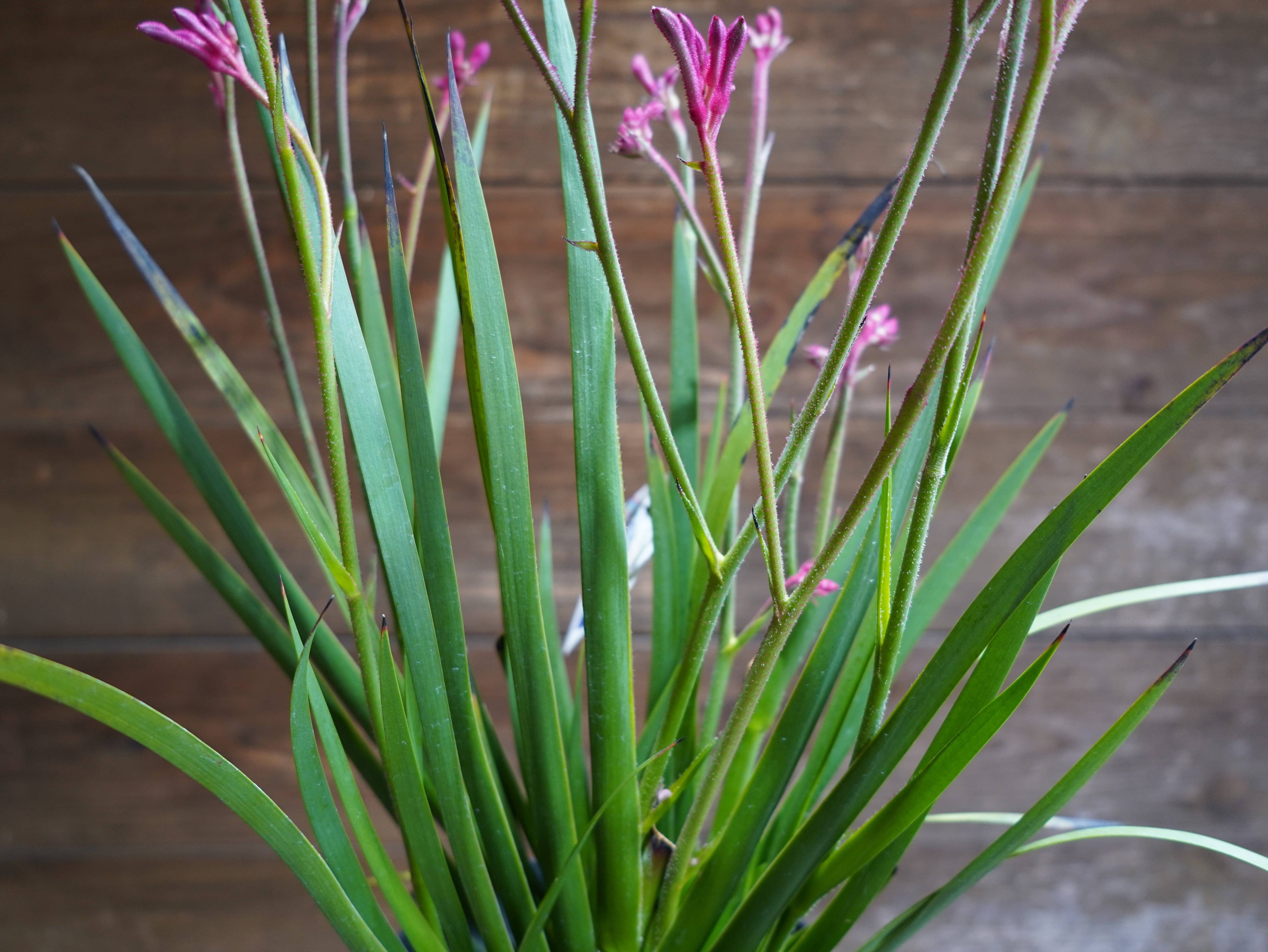 【現物】カンガルーポー（ピンク）