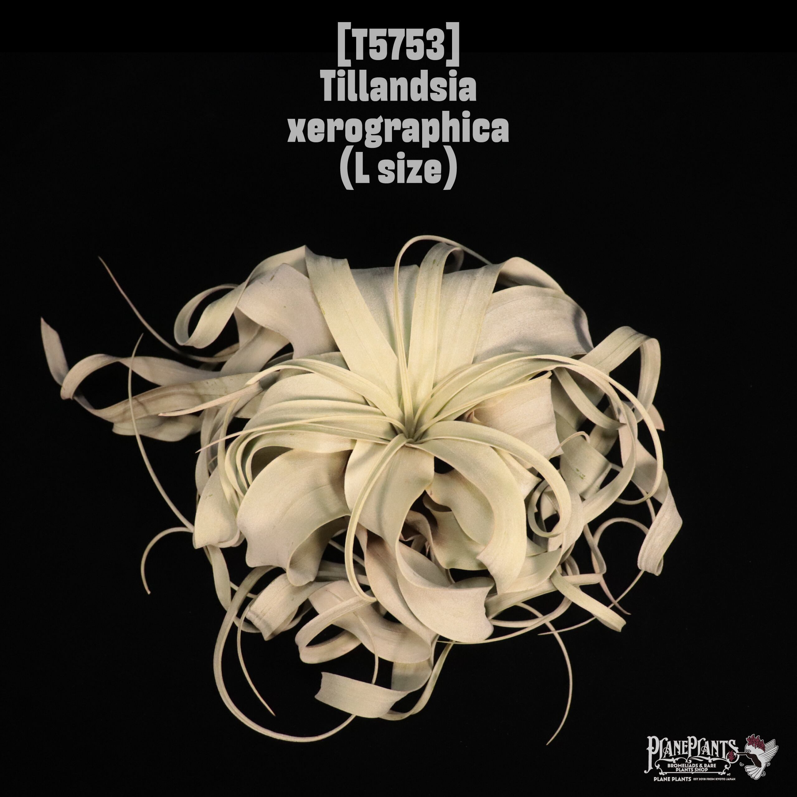 Tillandsia xerographica L〔ティランジア〕T5753
