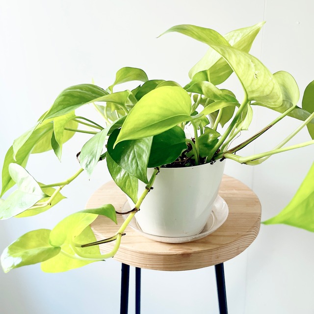 新品種 ポトス テルノムーンライト 希少 観葉植物 calm cafe