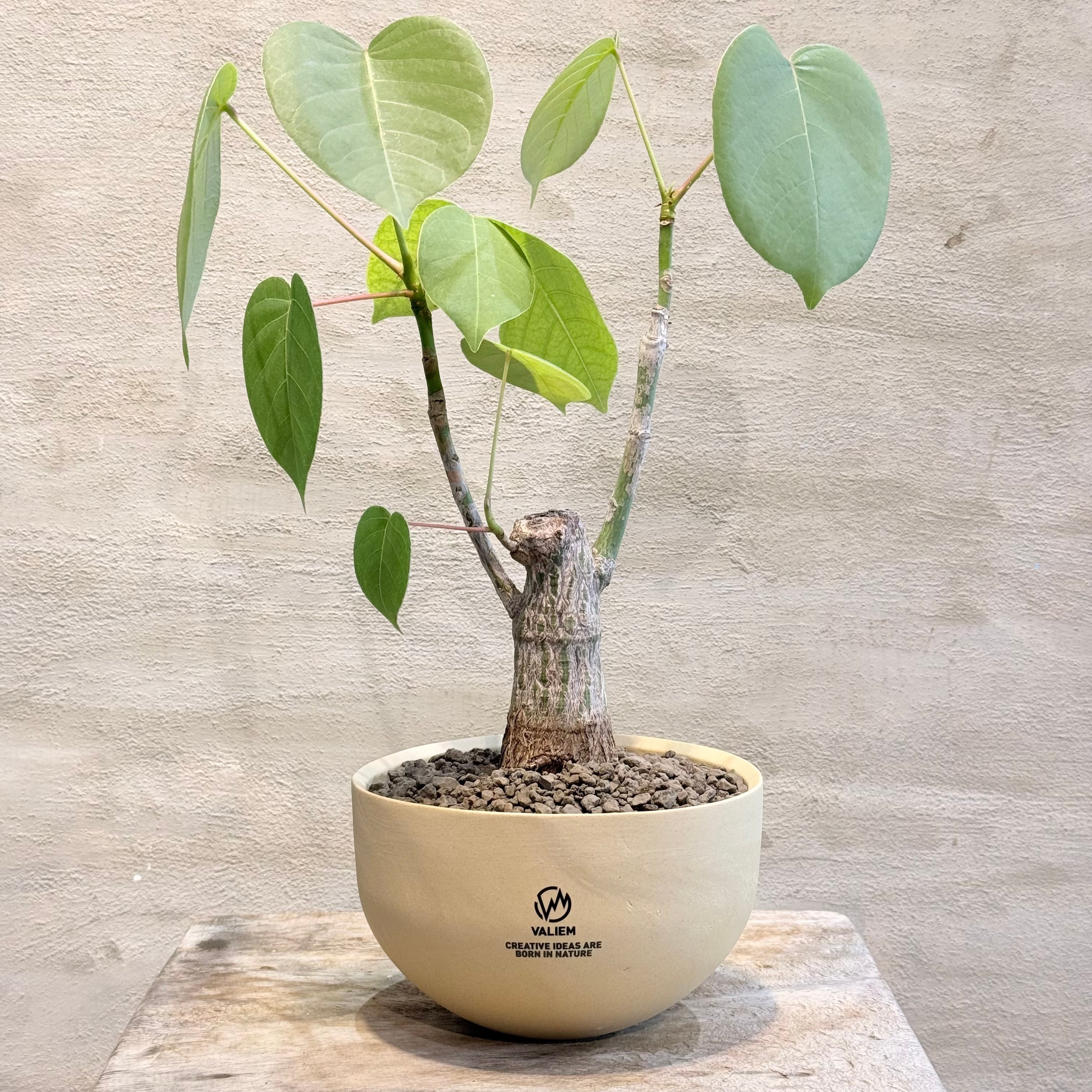 陶器鉢まとめ売り④ 作家鉢 植木鉢 陶器鉢 植物 植物×作家鉢 【植え込み済み】 | A-PLANTS