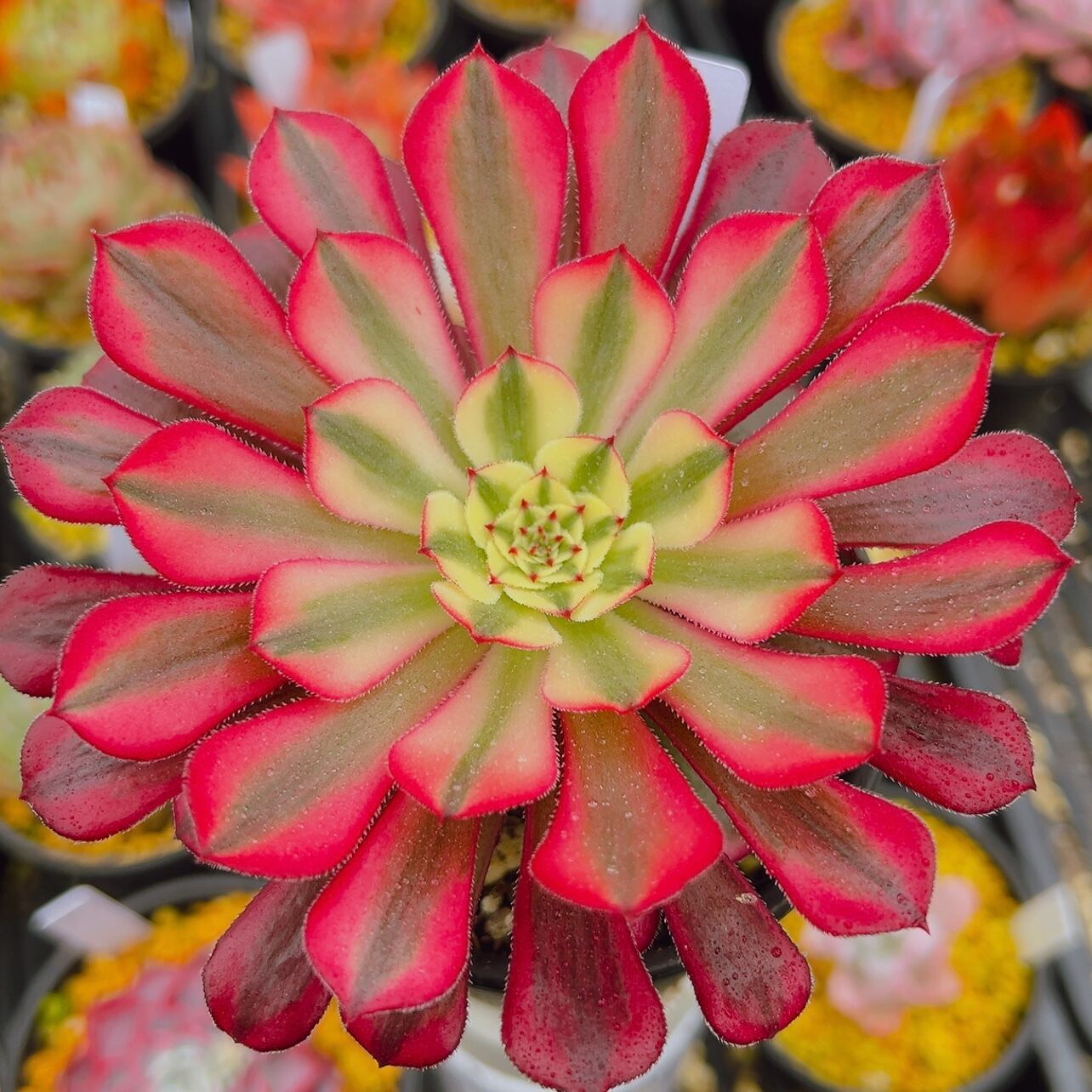 97#多肉植物アエオニウム錦❤️Vodoo錦紅魔女❤️1大頭22cm高38cm拨き苗 多肉植物 アエオニウム 黒銅壺錦 大苗 美苗 #黒2 | Pay ID