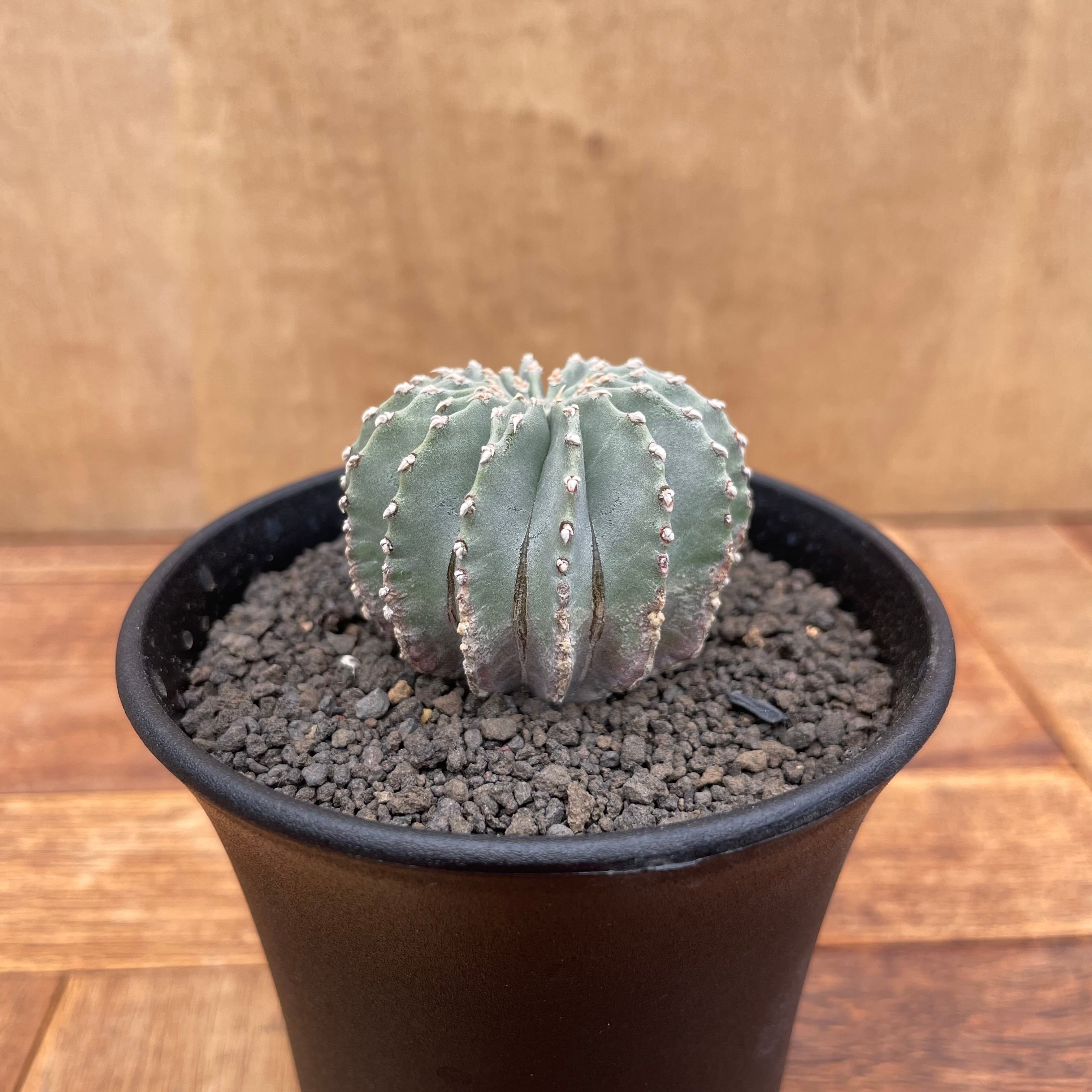 メキシカーナ　ゲオヒントニア　実生 サボテン：ゲオヒントニア メキシカーナ 実生*幅3cm 現品！一品限り