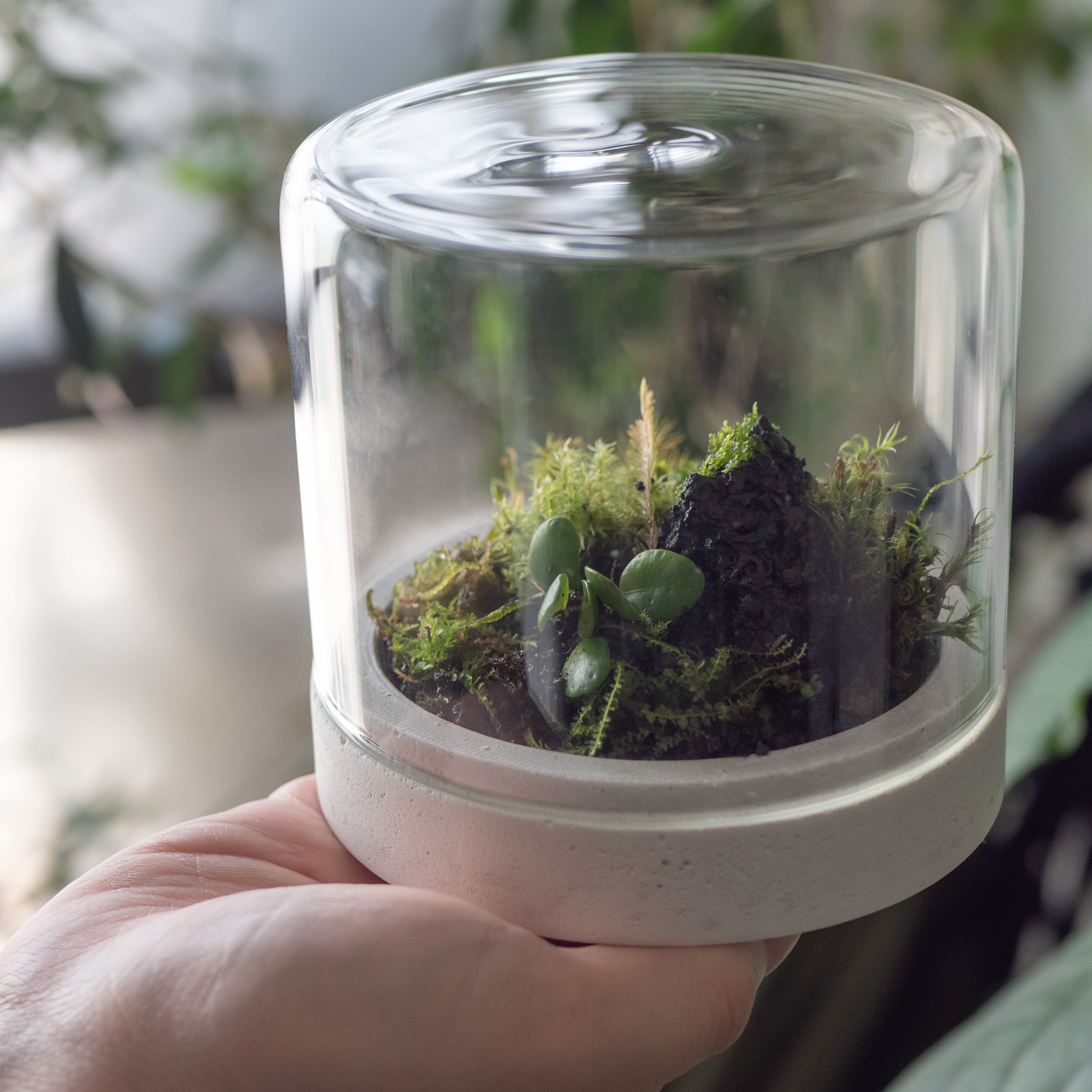 モルタル製苔テラリウム鉢 | dolmen