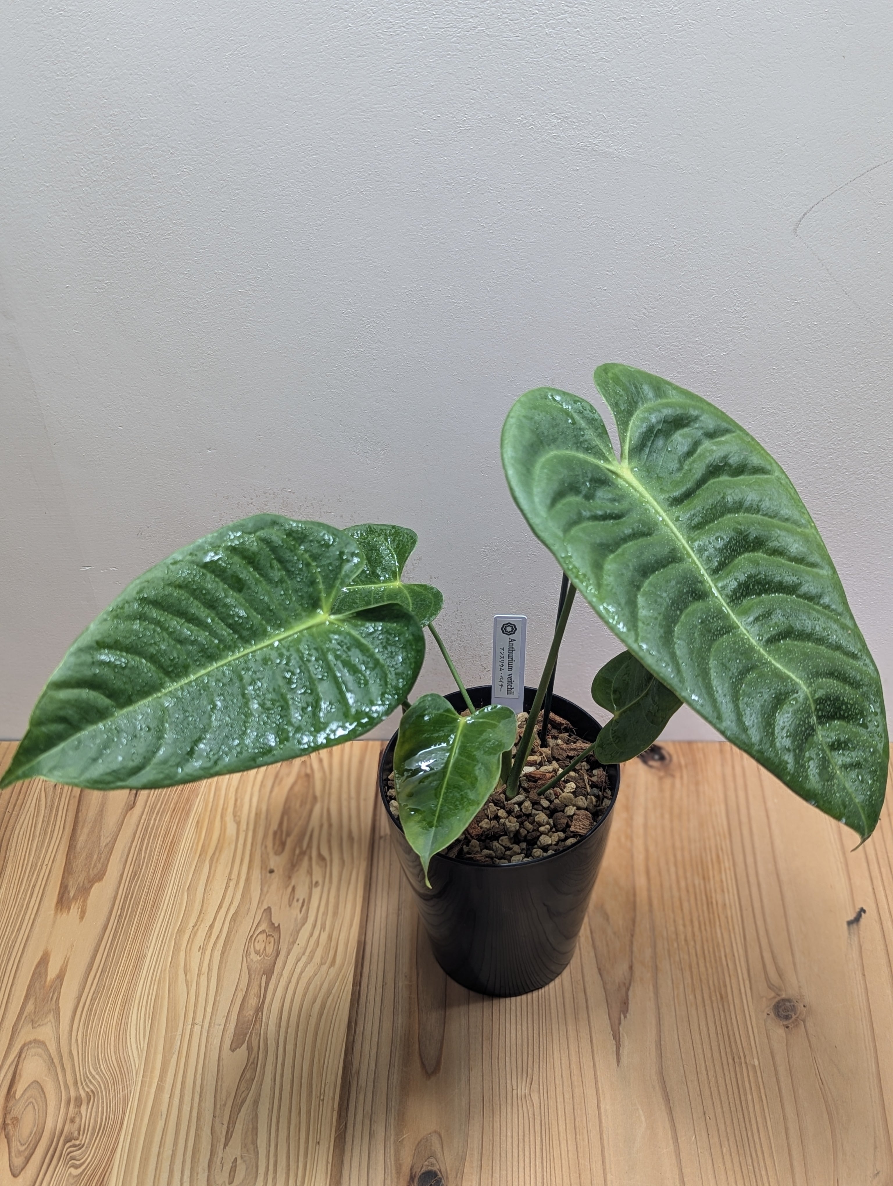 アンスリウム　マグニフィカム 5.0号 アンスリウム マグニフィカム 5.0号 | GREEN Road 植物と