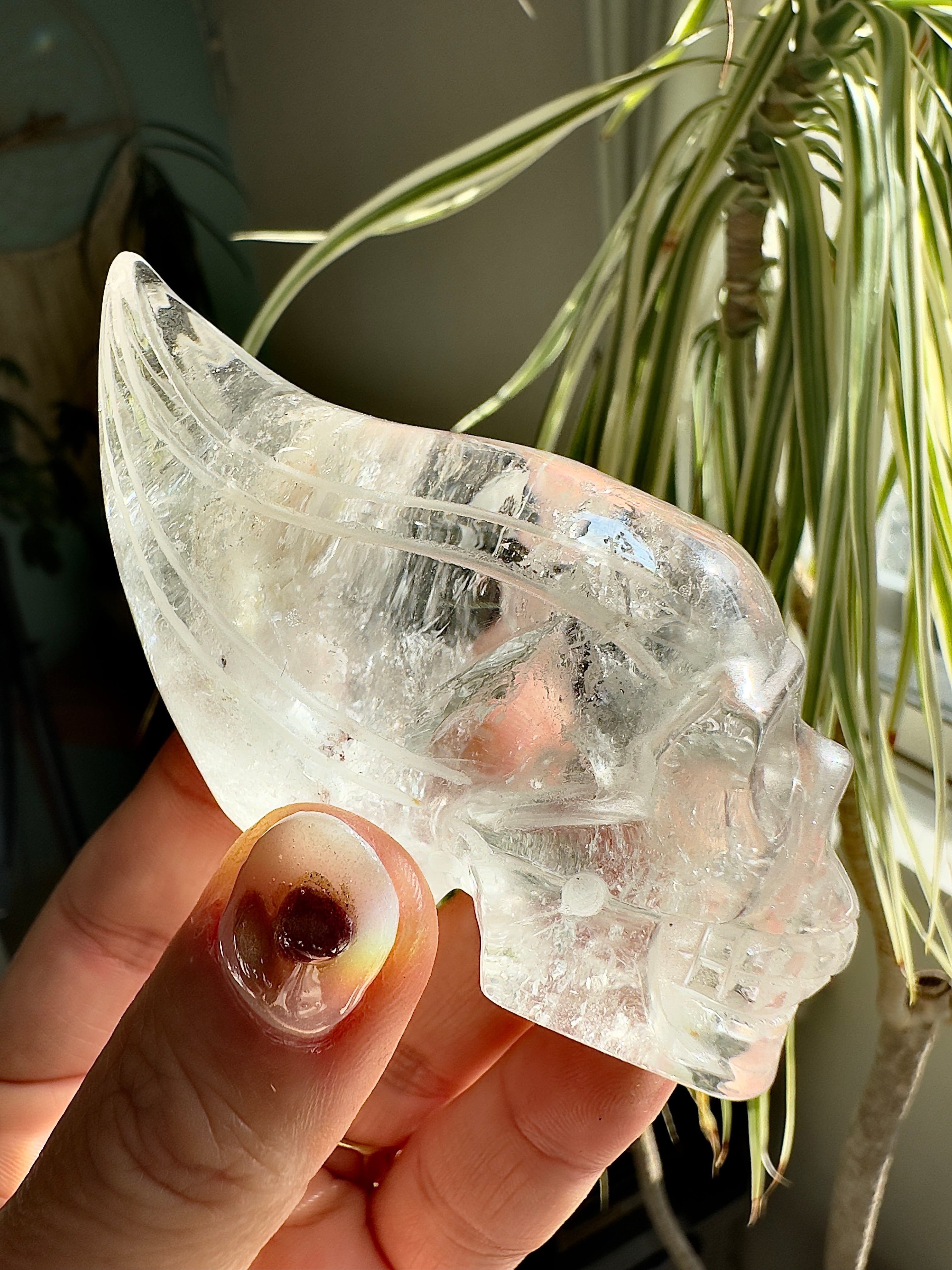 ブラジル産レムリアンシードトラベラースカル