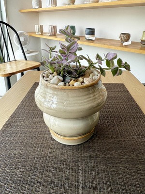 トラデスカンチア・ラベンダー