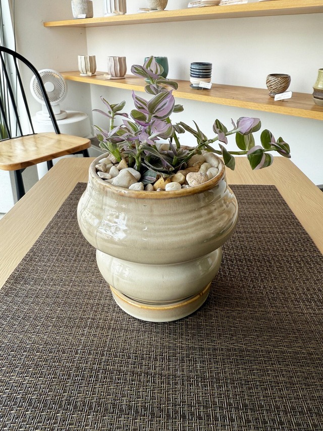 トラデスカンチア・ラベンダー