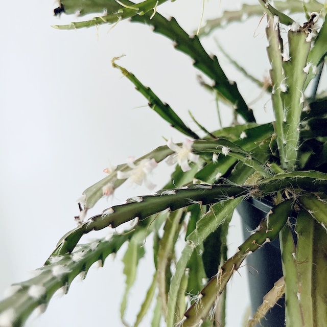 開花中✨花芽付き レピスミウム クルシフォルメ ロングサイズ1m 森林サボテン calm cafe