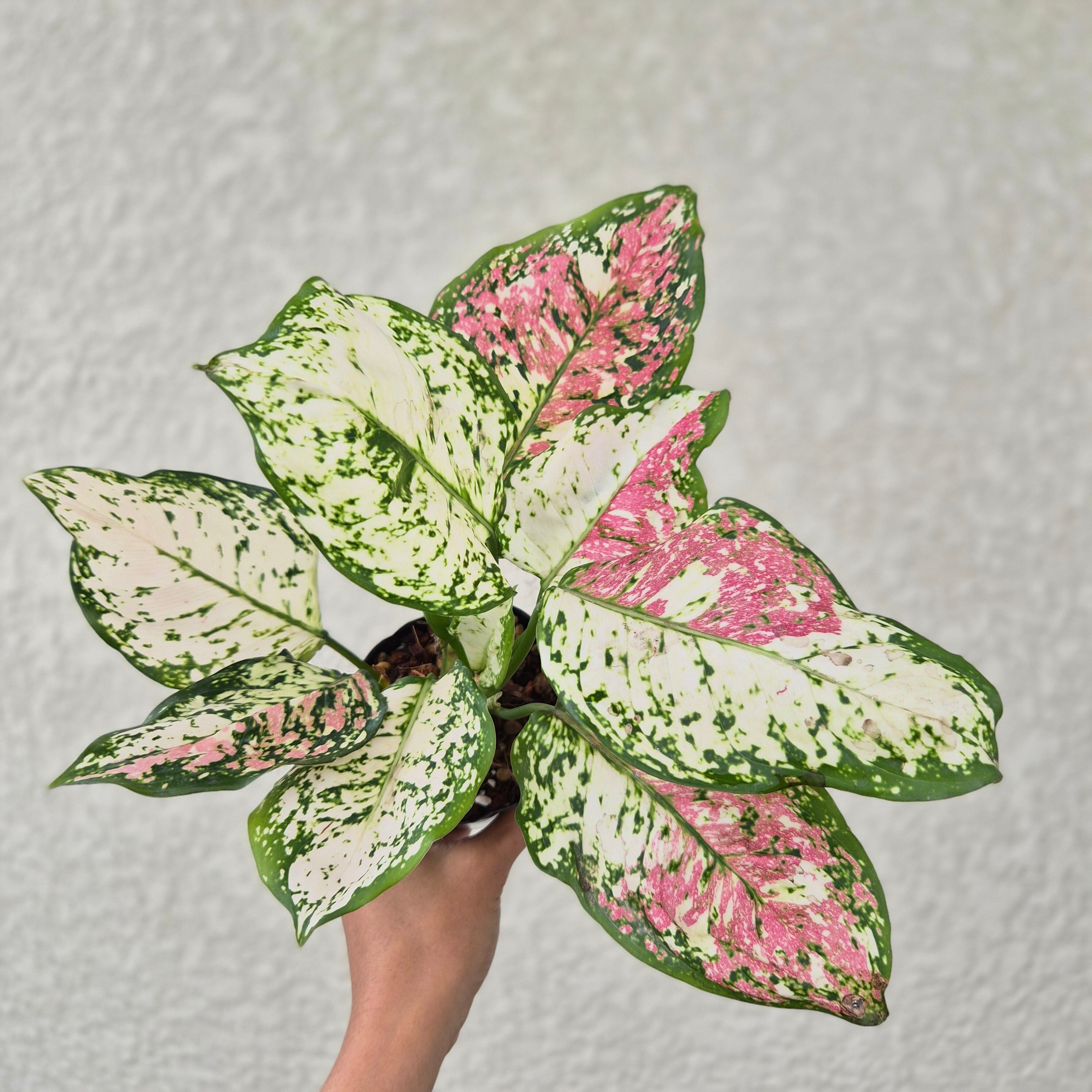 ③《Aglaonema Anyamanee tricolor》アグラオネマ アンヤマニー トリカラー 観葉植物 /ポット発送