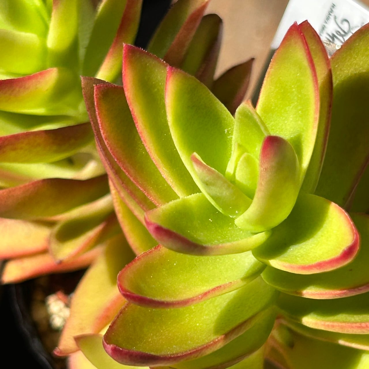 りんご火祭り(クラッスラ) | RuPo 多肉植物専門店