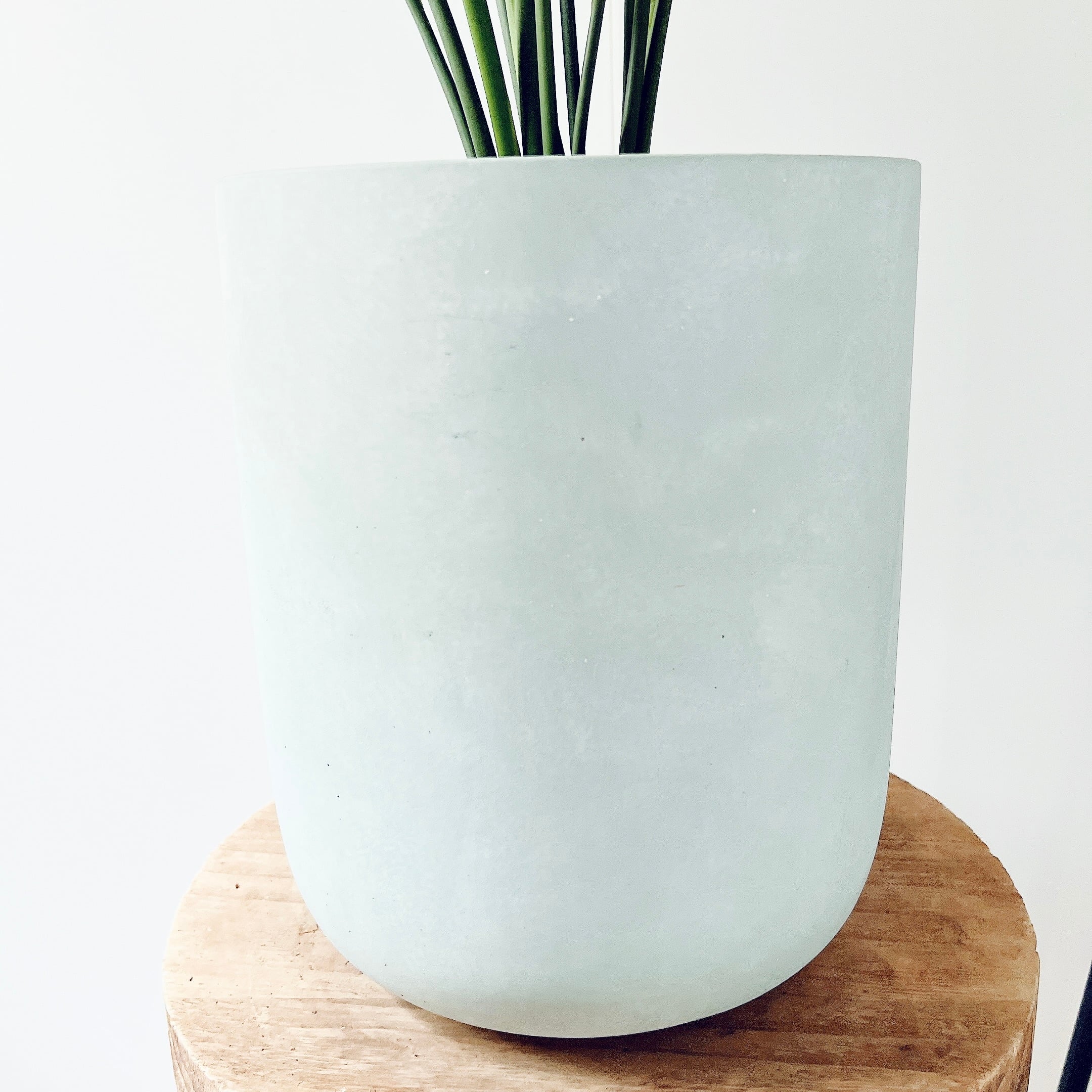 ストレリチア ノンリーフ ユンケア 陶器鉢仕立て【Premium Plants