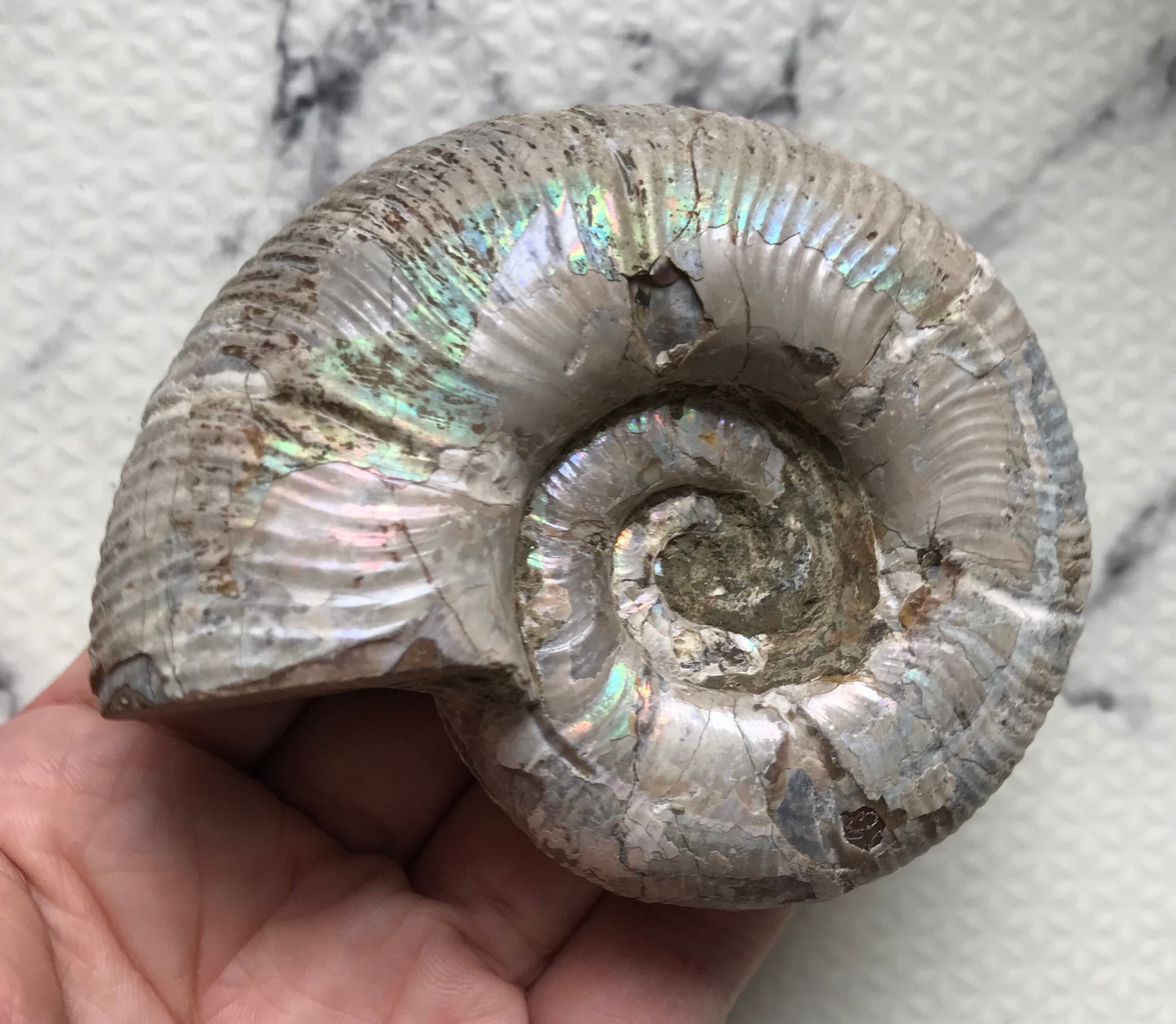 マダガスカル産 アンモナイト化石青（ビューダンティセラス）特大